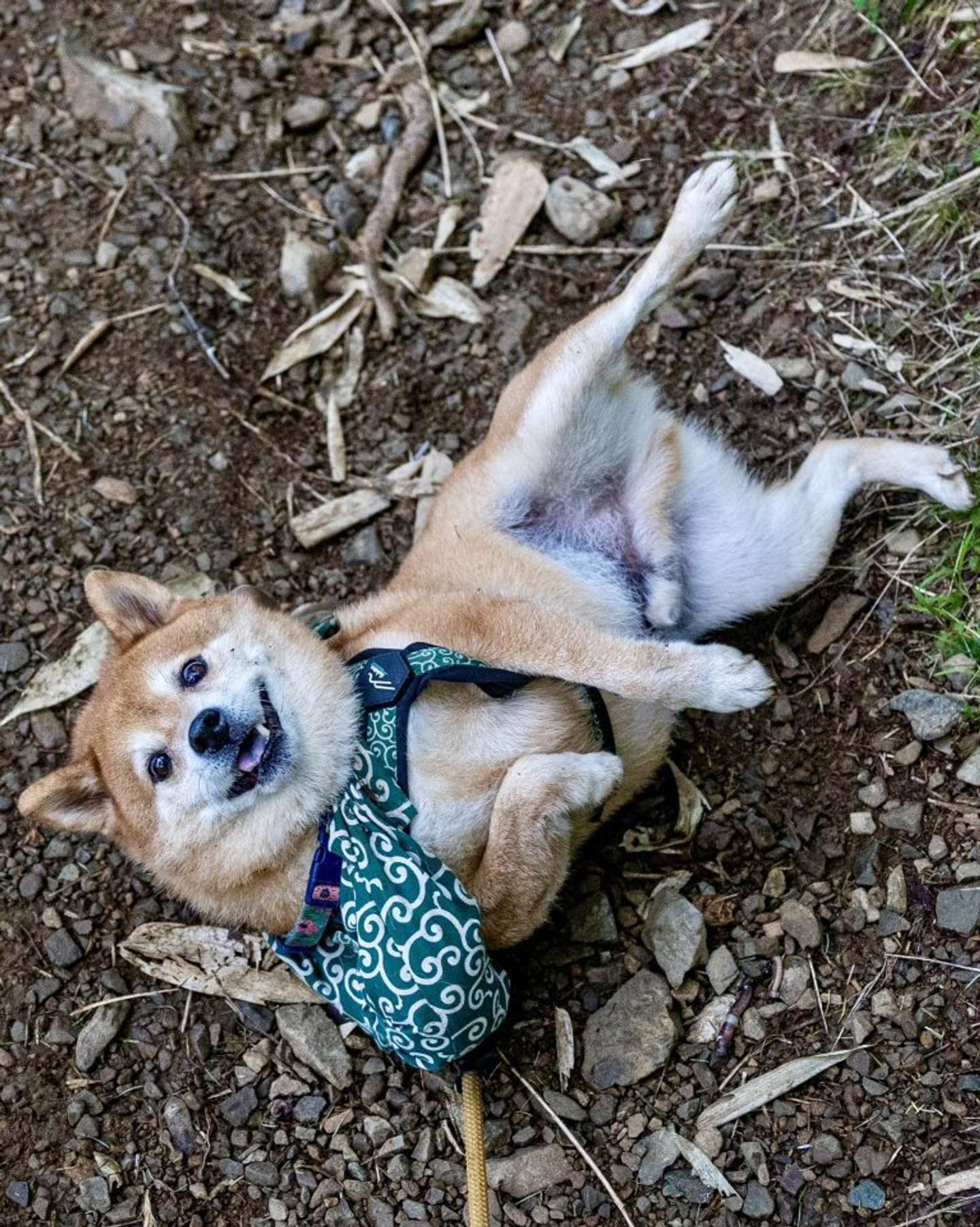 柴犬のたけちよさん（画像は@takechiyo_shibaさんの投稿より）