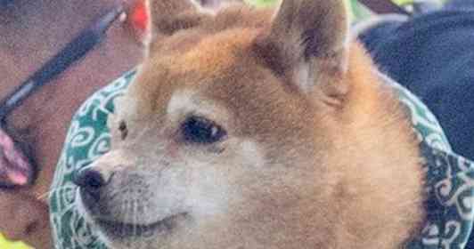 これは完全一致　息ぴったりな柴犬と飼い主の〝絆〟に11万人がもん絶「おい可愛すぎる」