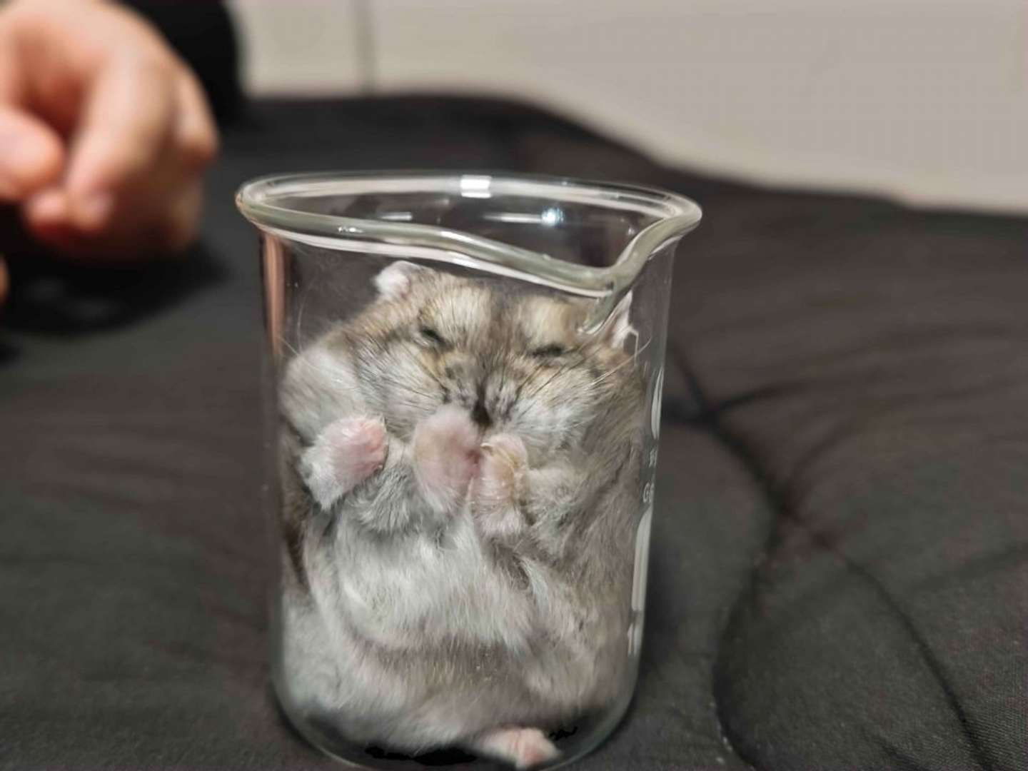 みっちり（画像はハムセキレイ＠Hamusekileiさんの投稿より）