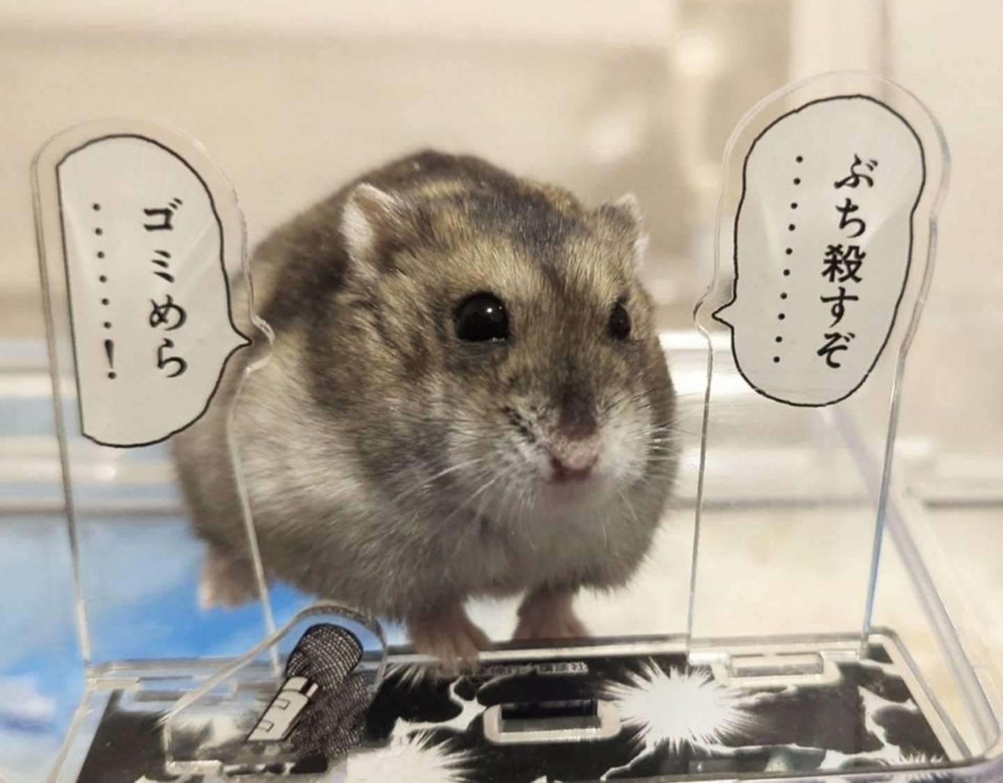 円らな瞳が可愛いおかきさん（画像はハムセキレイ＠Hamusekileiさんの投稿より）