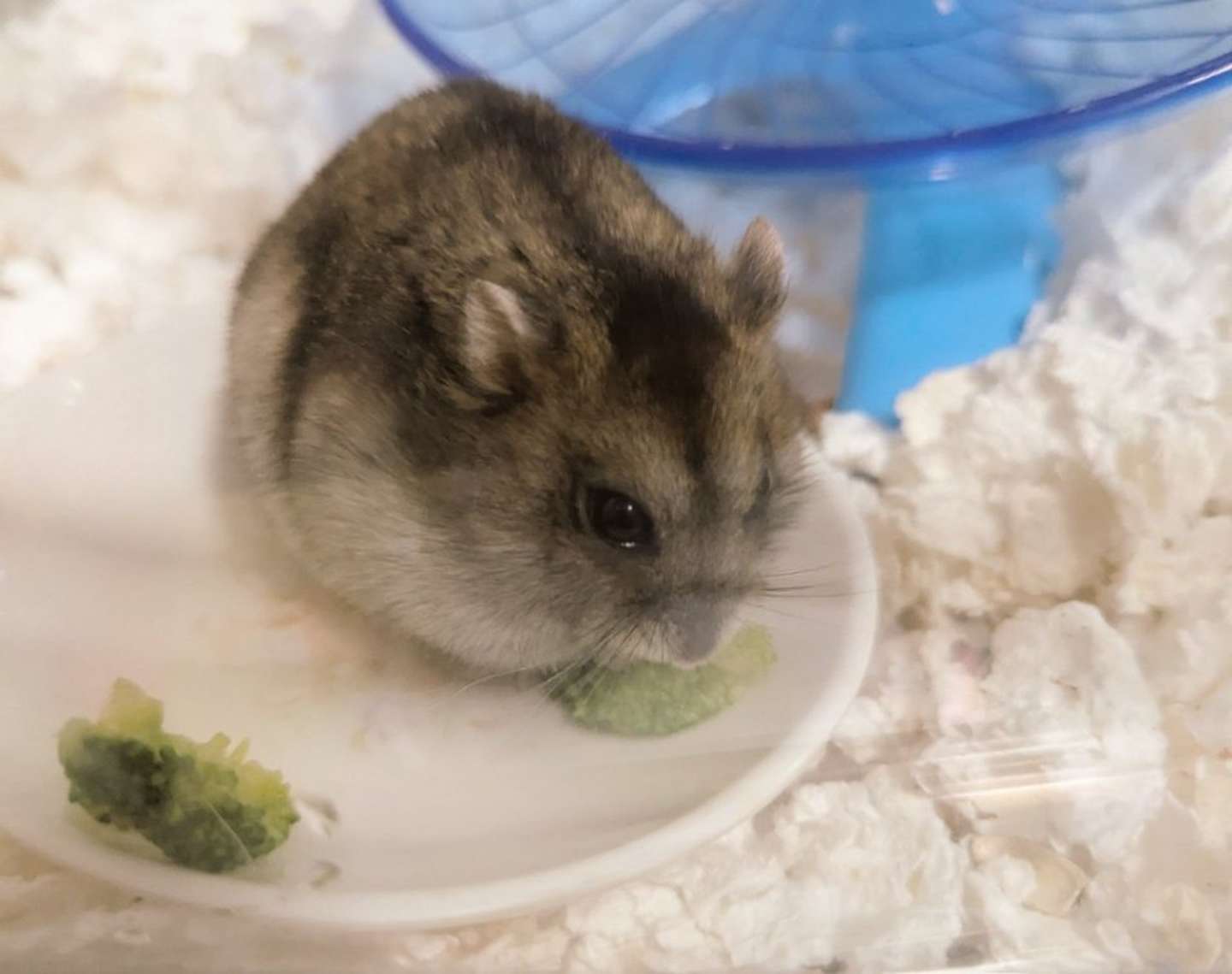 体重が重めらしいおかきさん（画像はハムセキレイ＠Hamusekileiさんの投稿より）