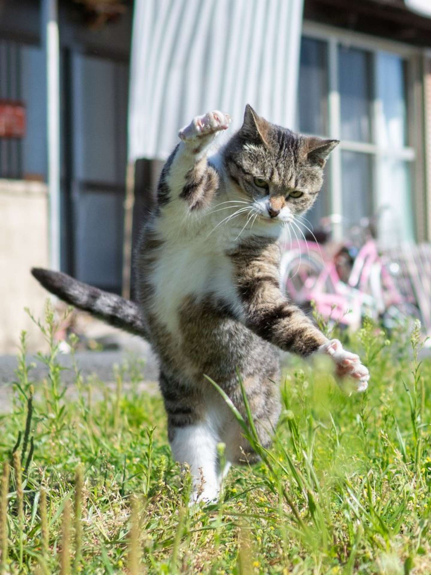 強そう（画像は久方広之＠sakata_77さんの投稿より）