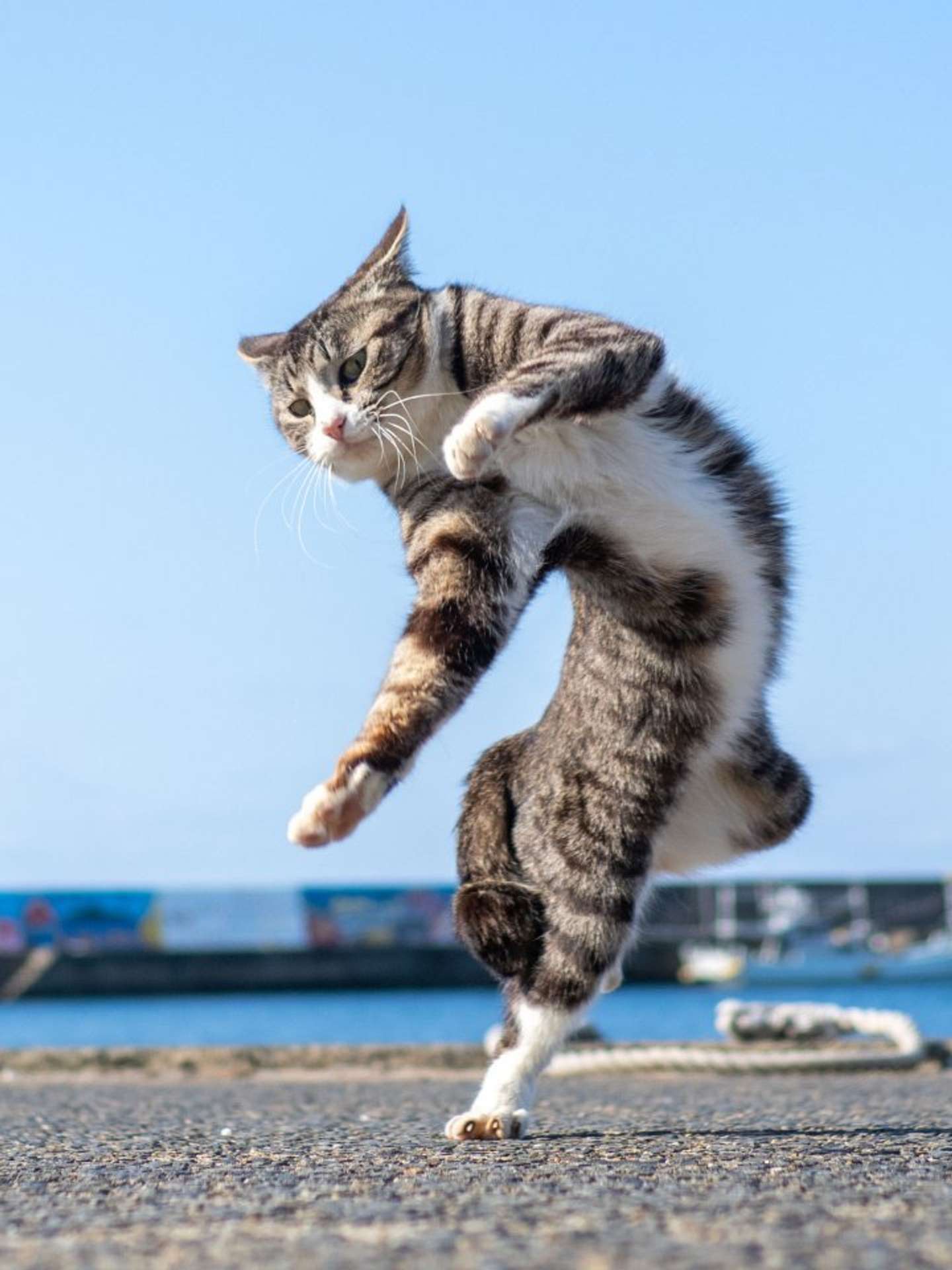 猫じゃらしを使って躍動感ある写真を撮影（画像は久方広之＠sakata_77さんの投稿より）