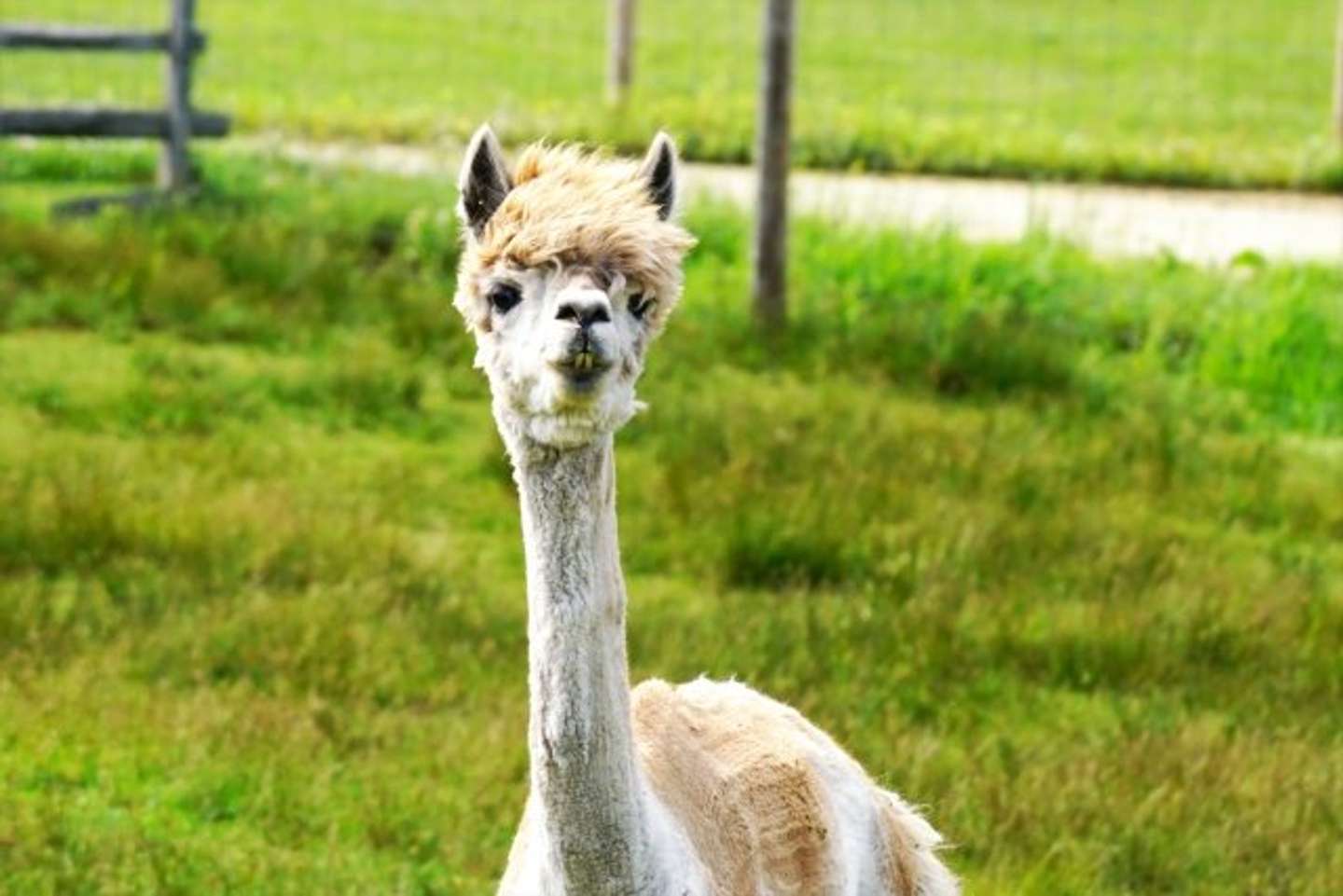 実はめっちゃ細いアルパカ（画像はphotoAC）