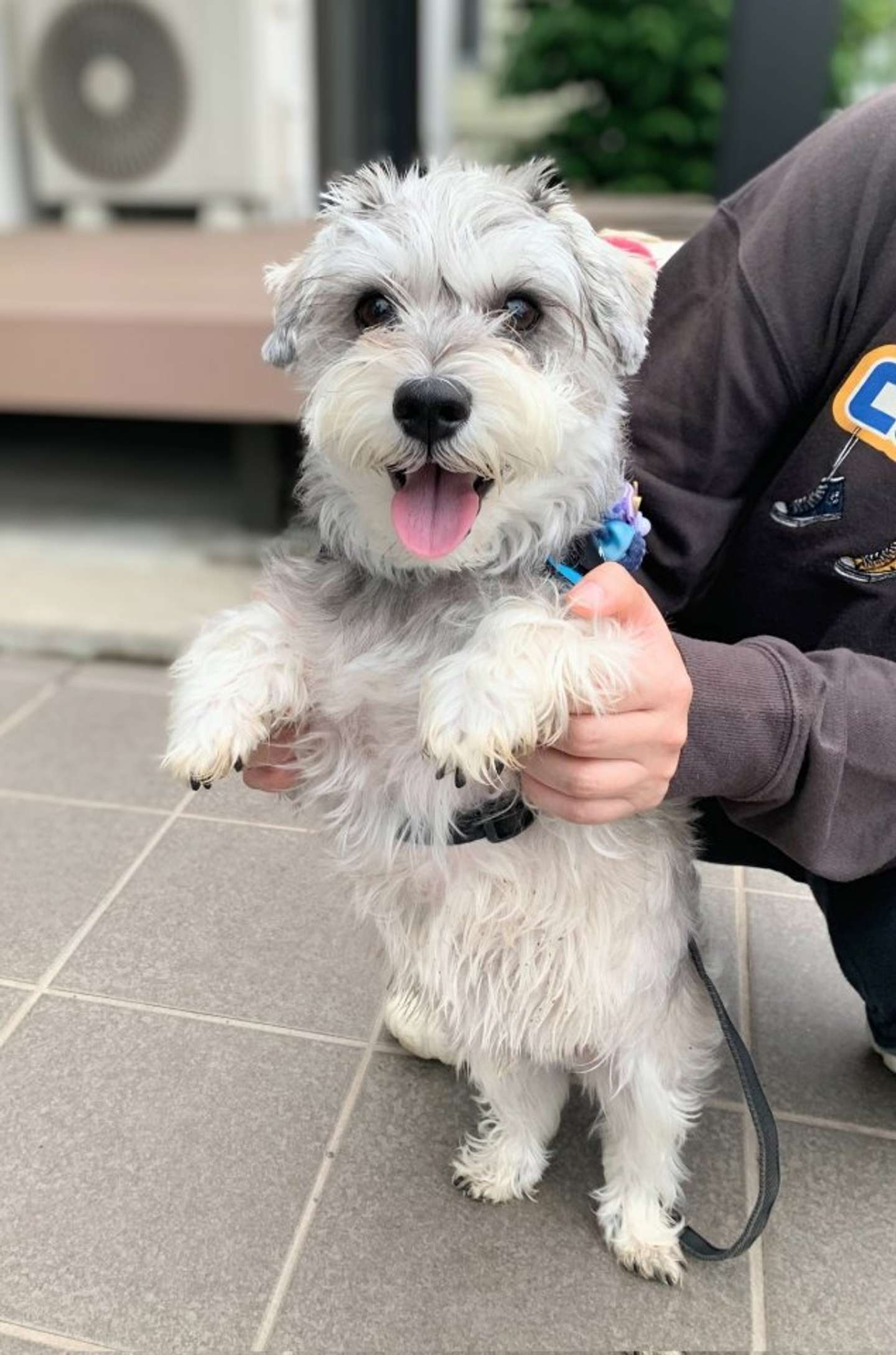 甘えん坊な「ペレ」さん（画像は＠pelepeledogさんの投稿より）