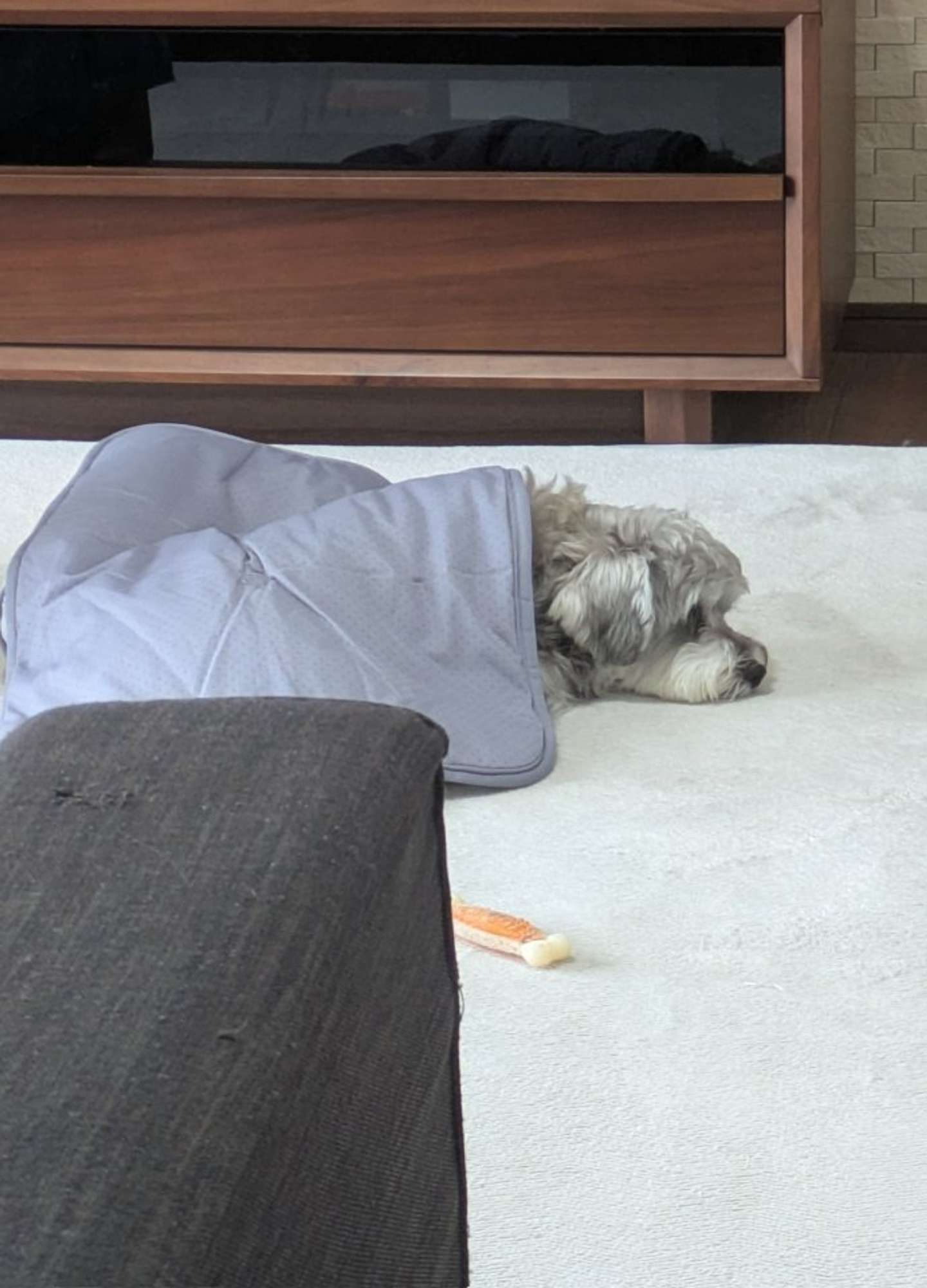 自分で布団を掛けるペレさん（画像は＠pelepeledogさんの投稿より）