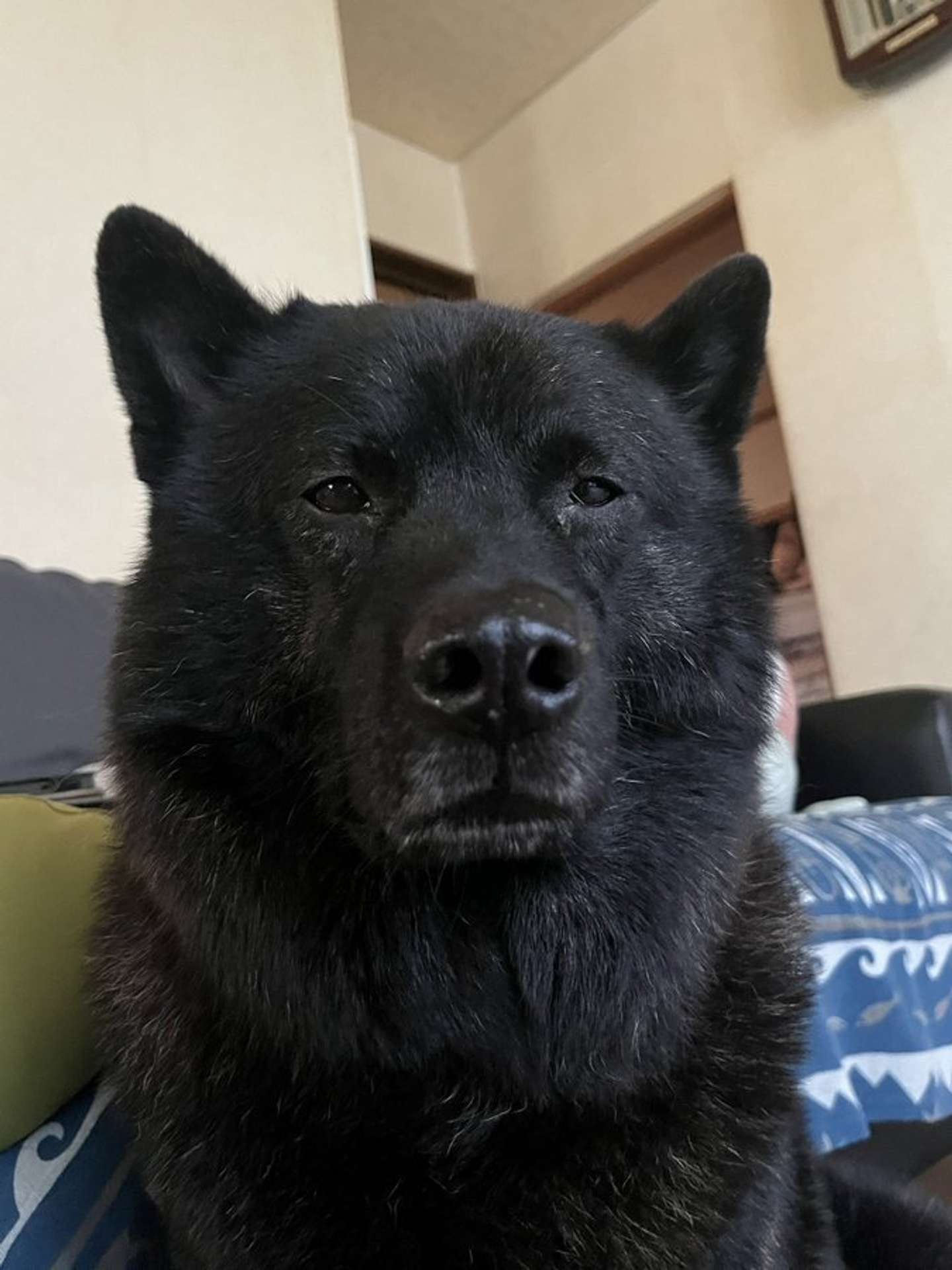 画像提供：愛（＠1128aim）さん