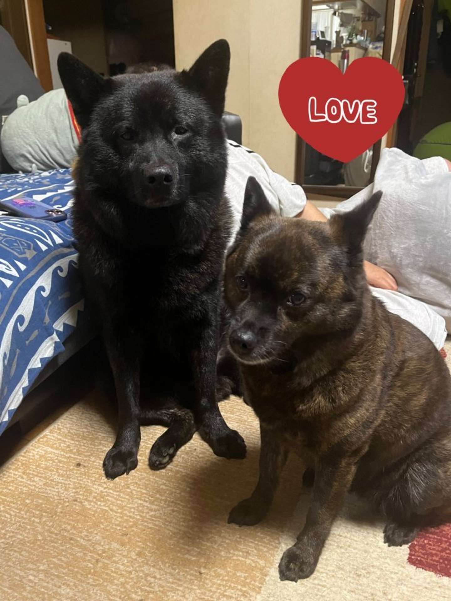 元気なお嬢様・甘えん坊レディなゆうちゃん（写真右）と並ぶと...（画像提供：愛（＠1128aim）さん）