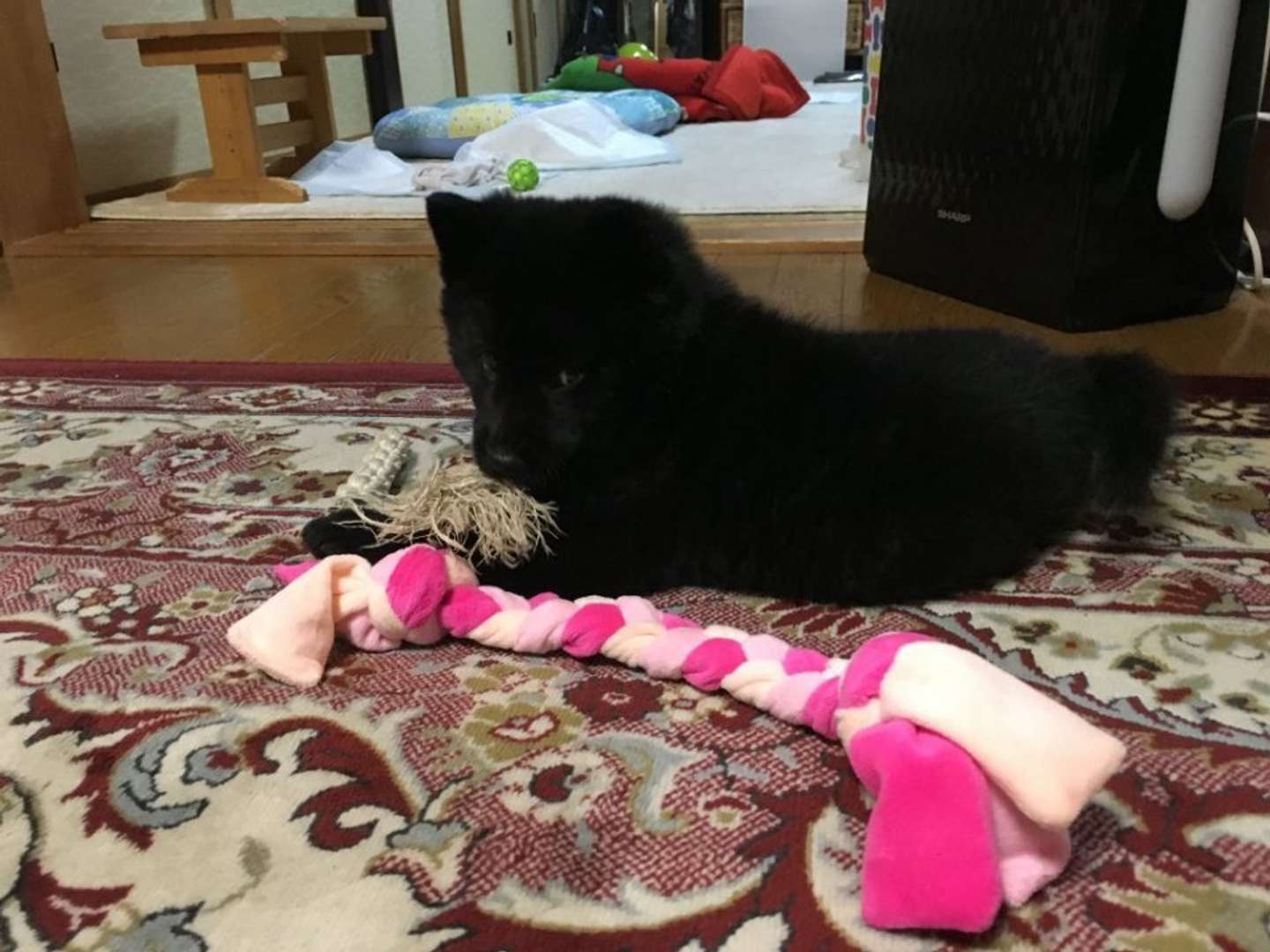 「子熊」すぎる子犬時代（画像提供：愛（＠1128aim）さん）