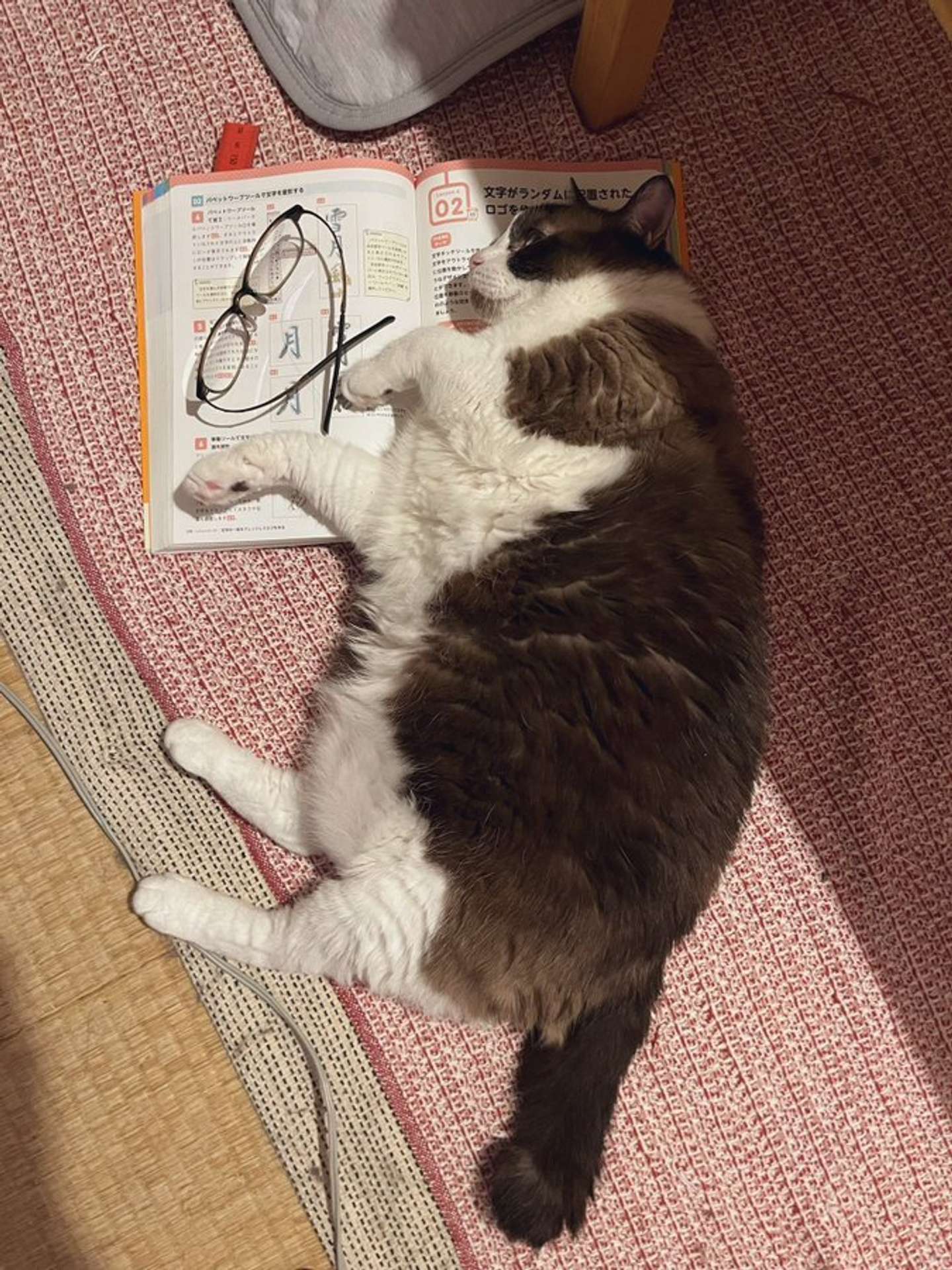 画像提供：なかこ（＠nakako_neko）さん