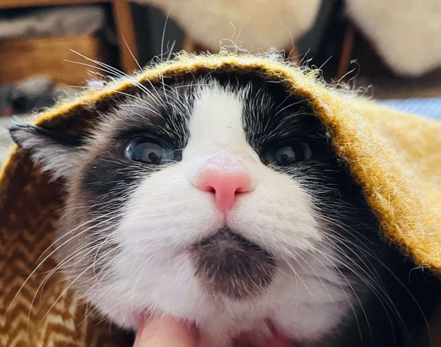 飼い主・なかこさんにべったりなトキちゃん（画像提供：なかこ（＠nakako_neko）さん）