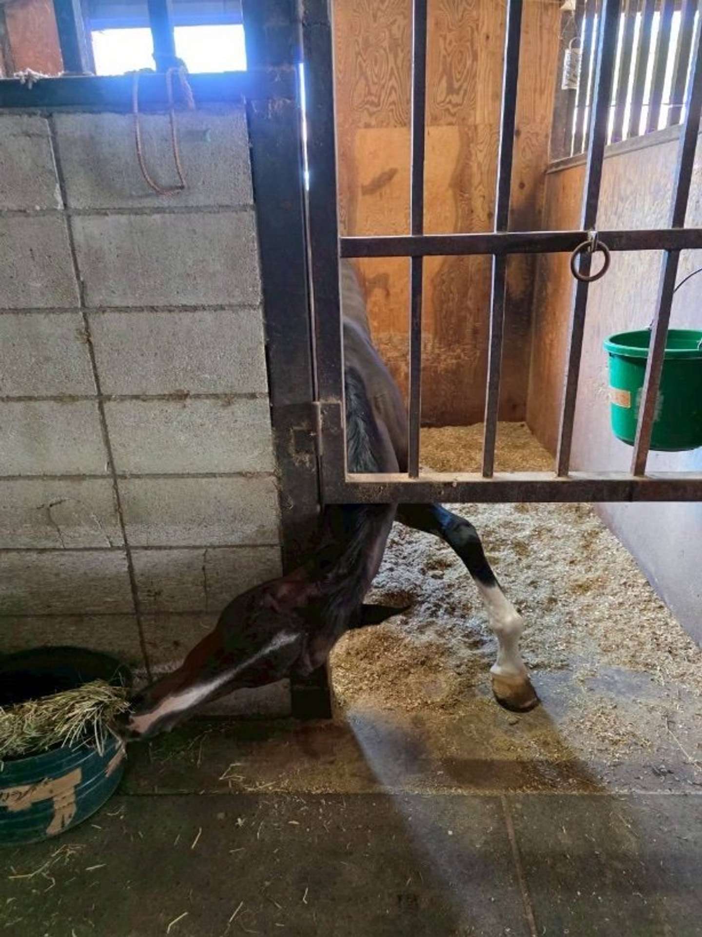 どうしても！（画像は成蹊大学体育会馬術部の公式Xアカウントより）