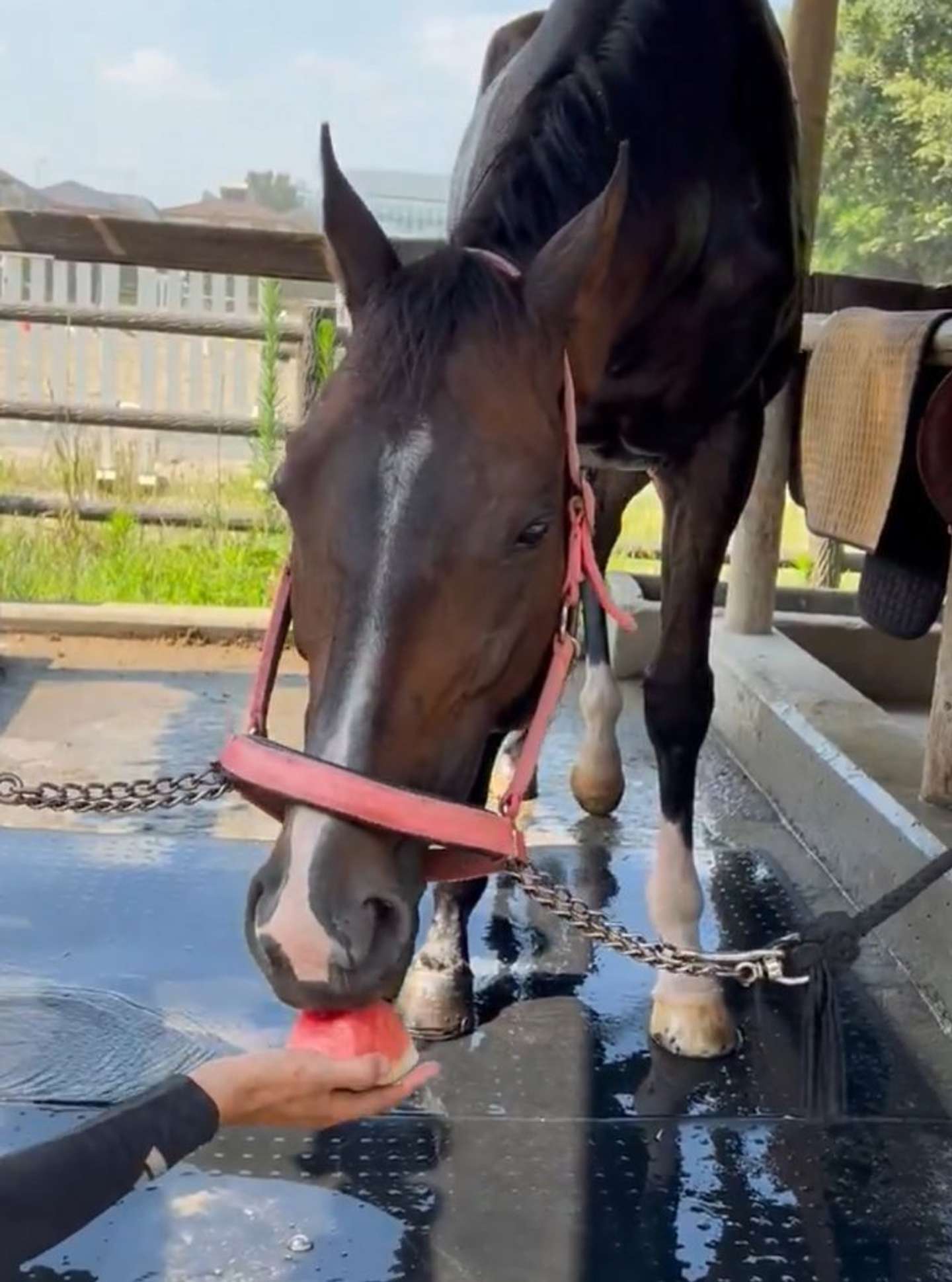 スイカを食べるカランドゥーラさん（画像は成蹊大学体育会馬術部の公式Xアカウントより）