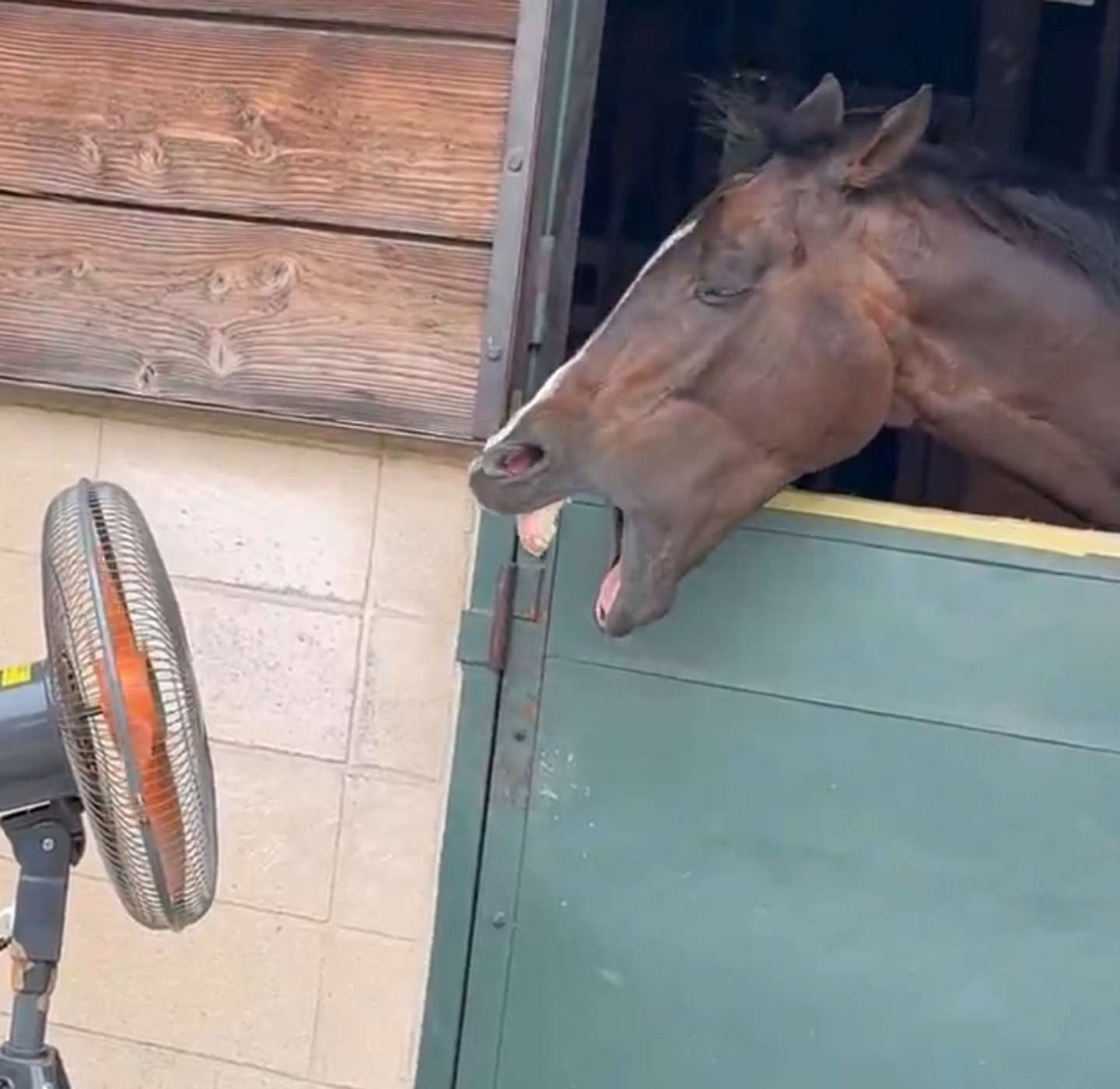 扇風機の風を受けてあくびをするカランドゥーラさん（画像は成蹊大学体育会馬術部の公式Xアカウントより）