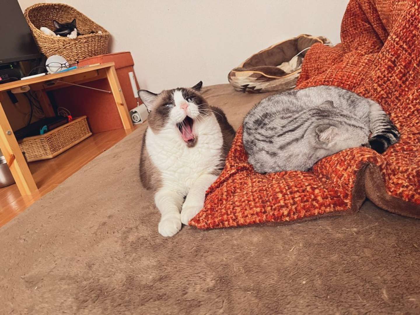 でっかいにゃん（画像提供：なかこ（＠nakako_neko）さん）