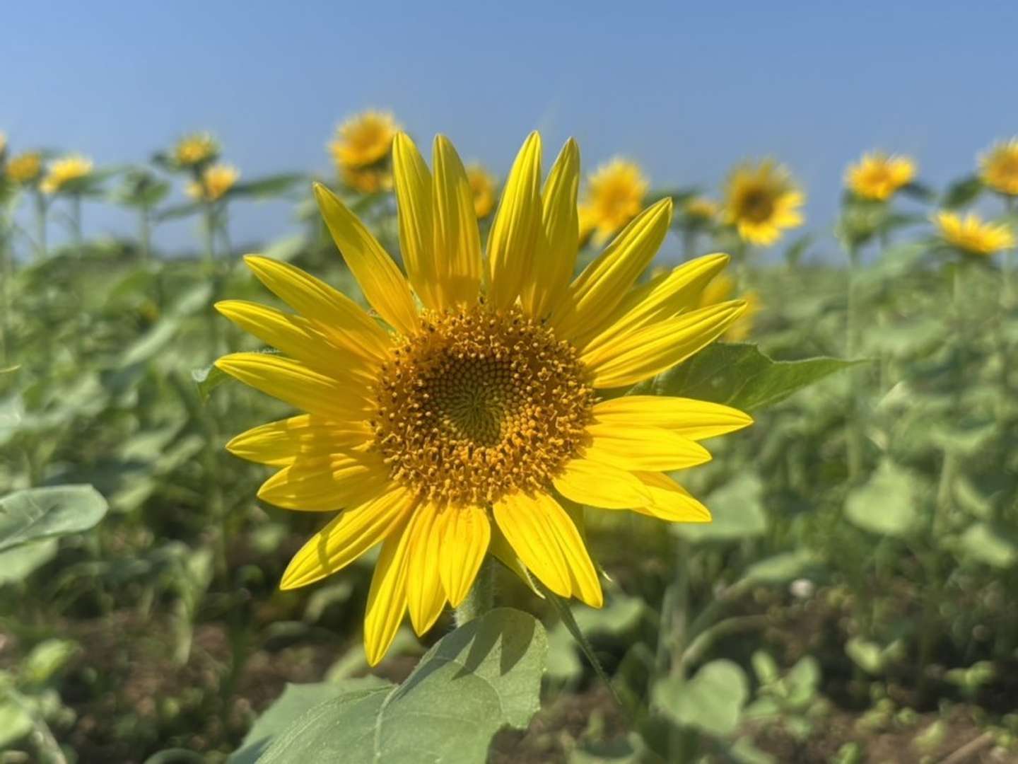 最後の見頃を迎える夏の花（画像はプレスリリースより）