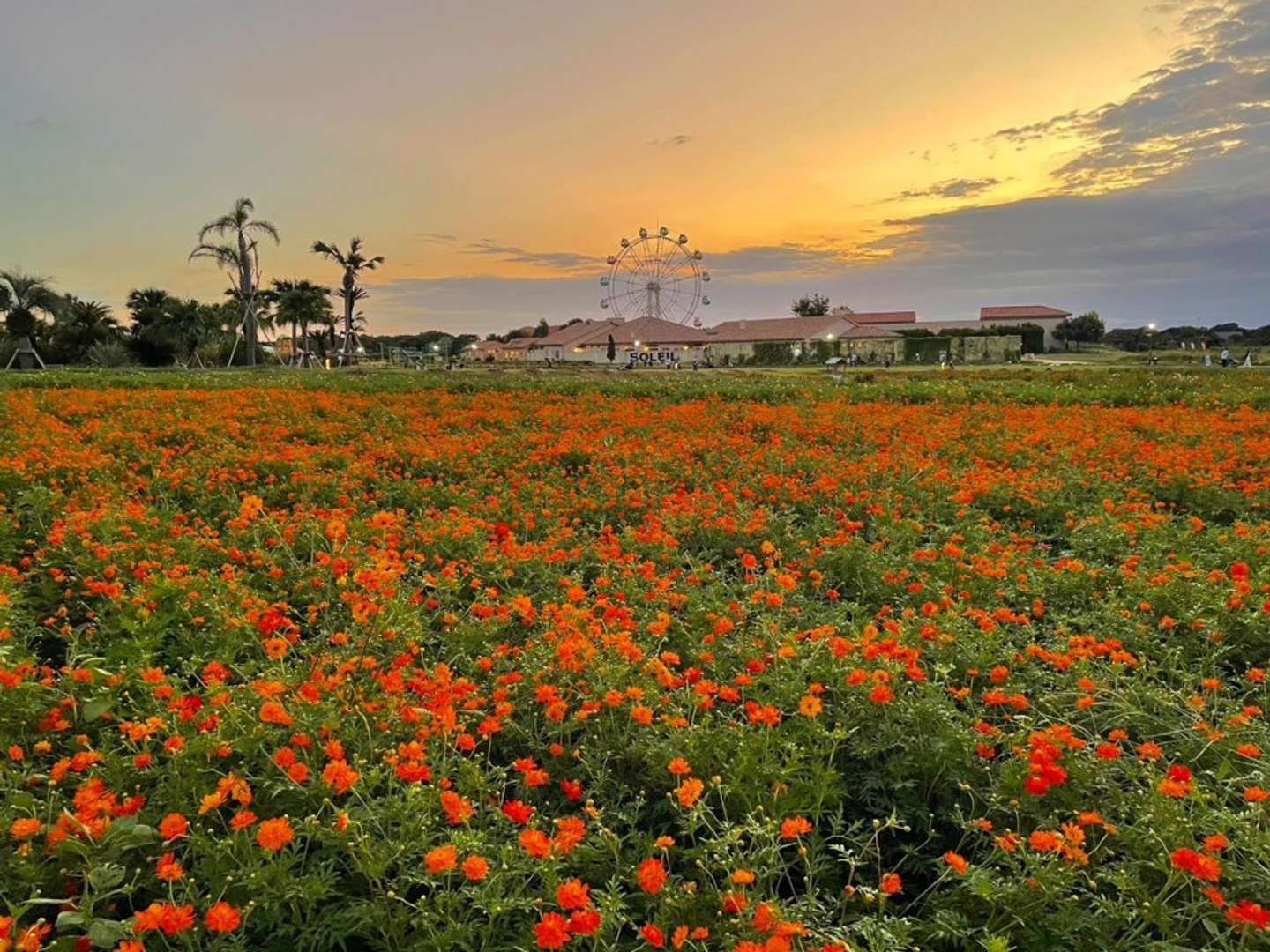 キバナコスモス開花ピークイメージ　夕暮れ時の様子（プレスリリースより、2024年10月上旬撮影）