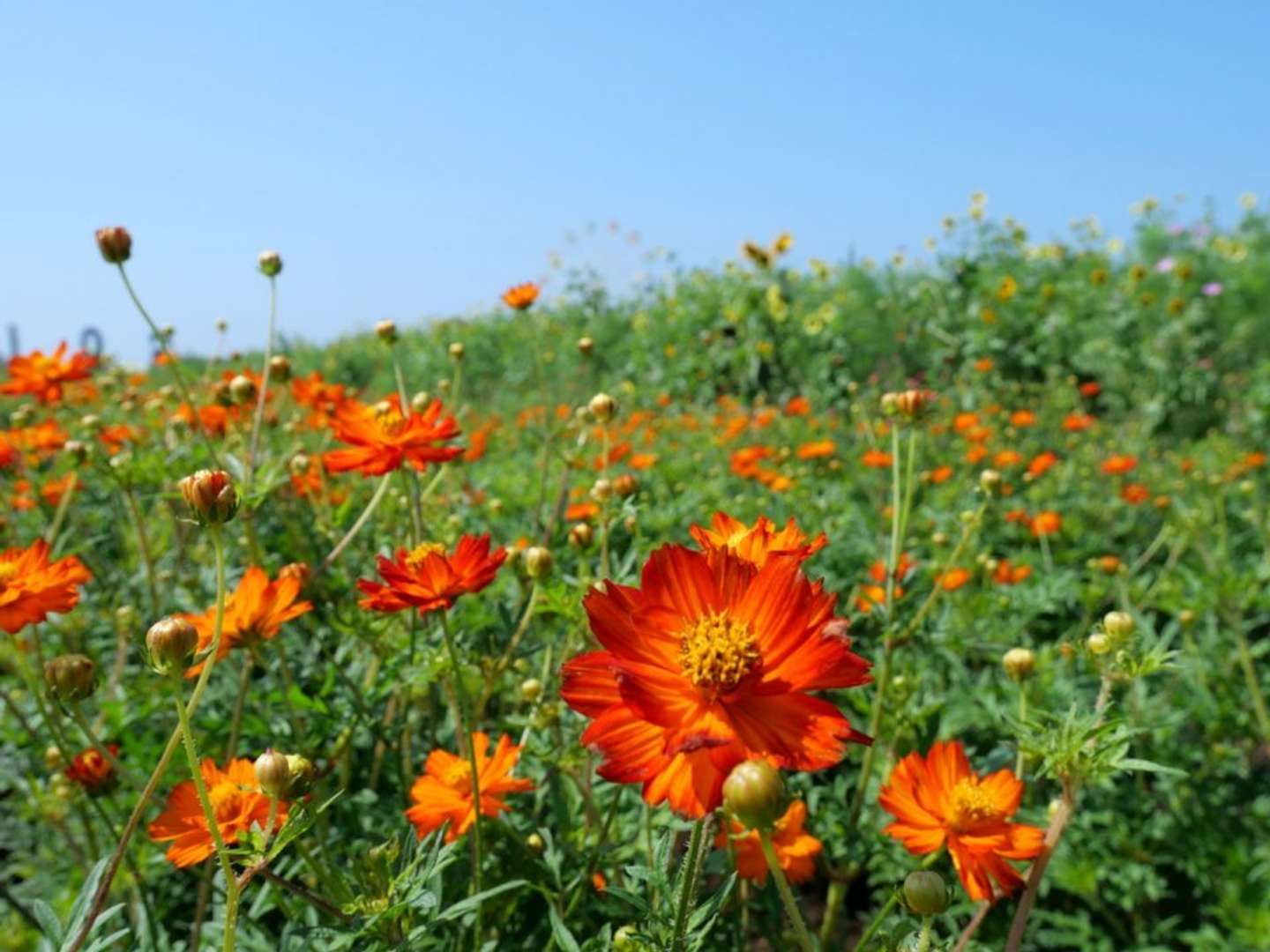 開花中のキバナコスモス（ロードスカーレット）（画像はプレスリリースより、2025年9月18日撮影）