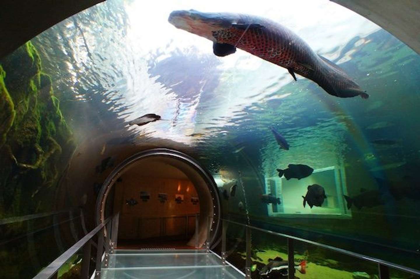栃木県なかがわ水遊園・トンネル水槽（画像提供：栃木県なかがわ水遊園）