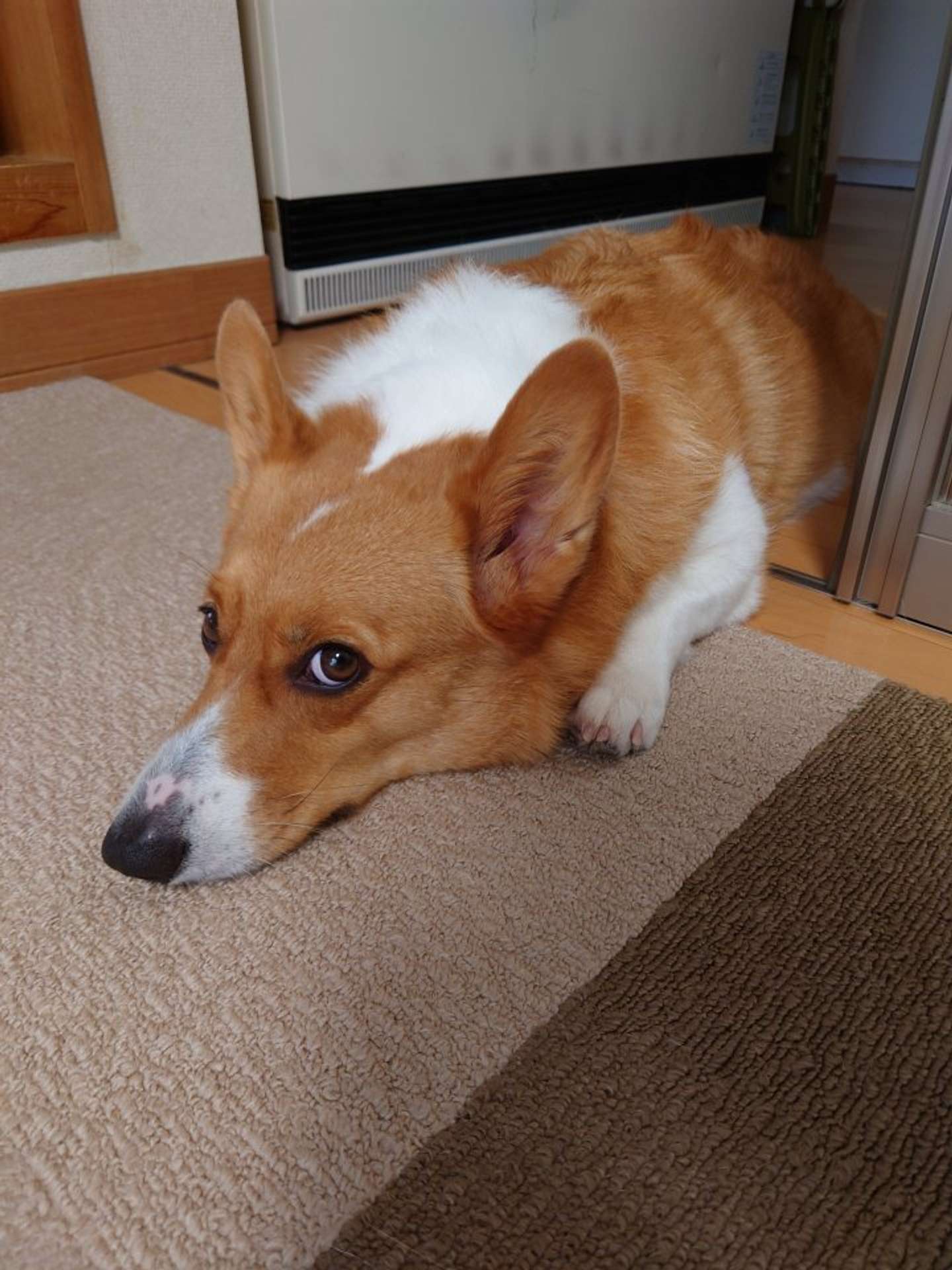 コーギーの紬ちゃん、雨が降っている日は退屈（8月12日のぽた丸＠hipo_potamaruさんの投稿より）