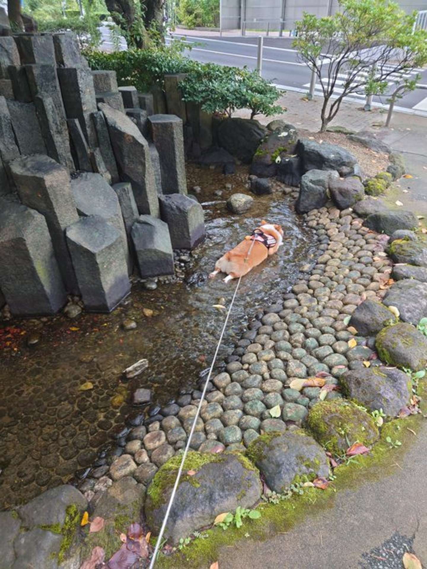 やっぱ夏はこれだね！（2024年8月16日のぽた丸＠hipo_potamaruさんの投稿より）