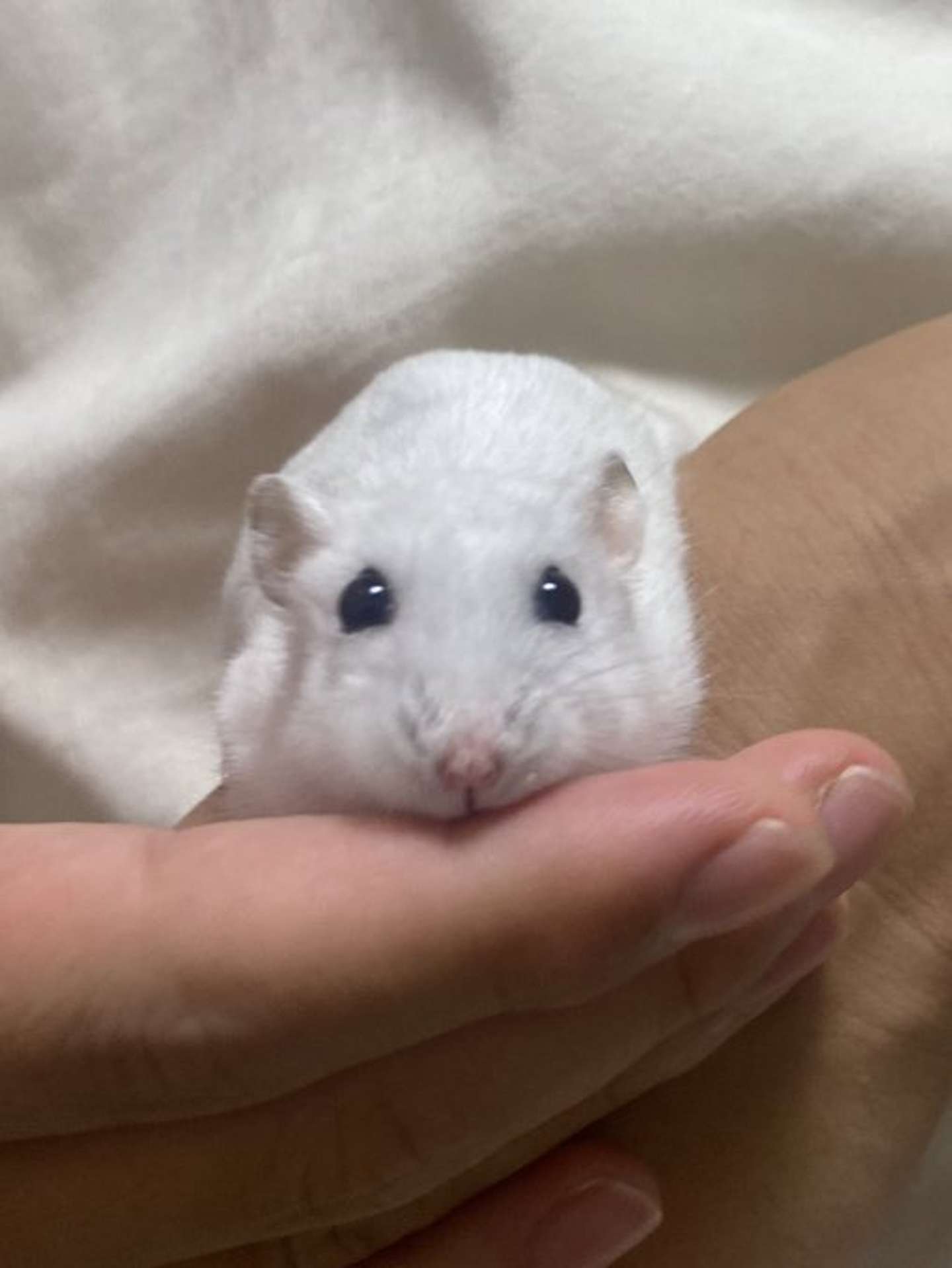 小梅ちゃん（画像提供：自慢のハムスター（＠HAM_NO_WAKUSEI）さん）