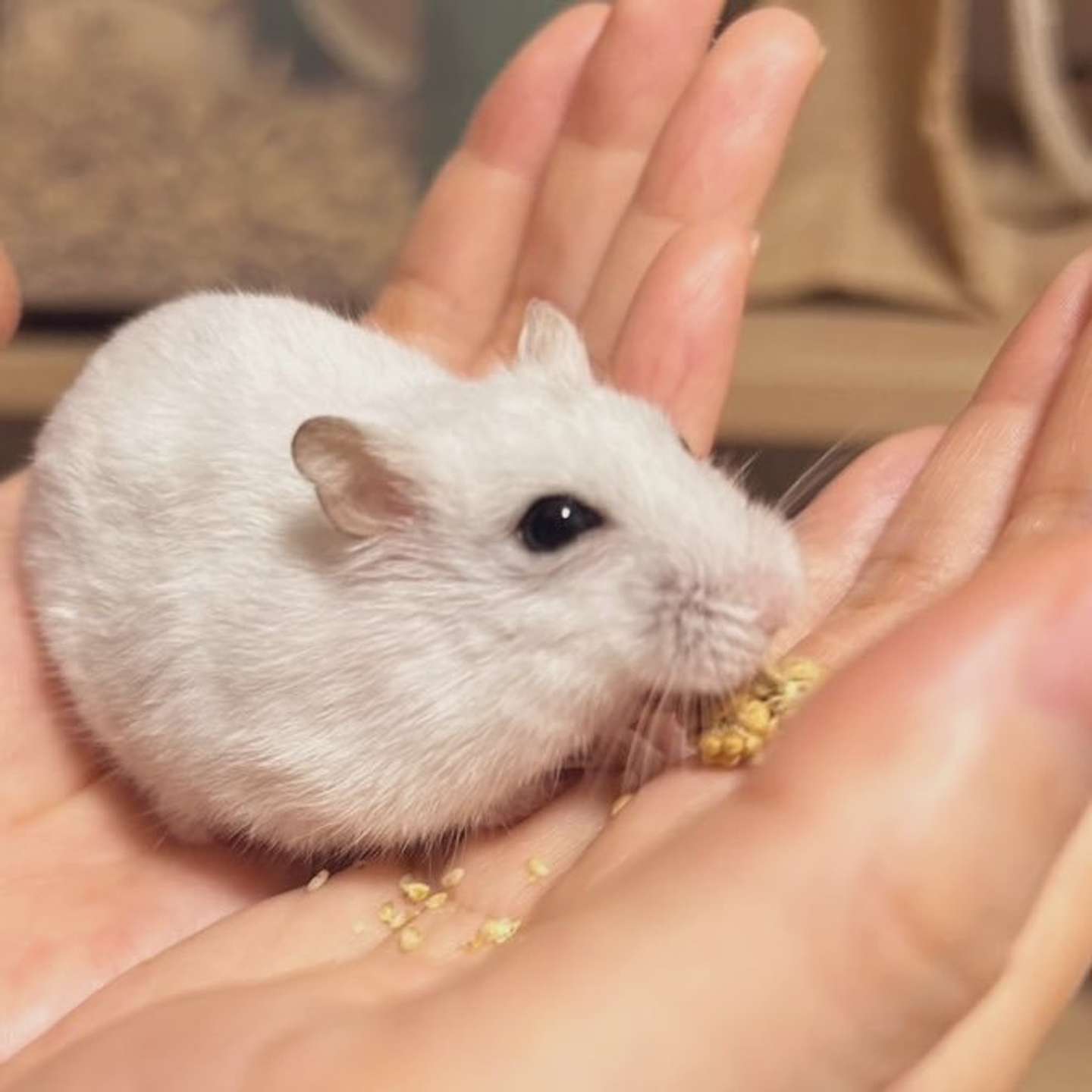 おいしそうに食べる小梅ちゃん（画像提供：自慢のハムスター（＠HAM_NO_WAKUSEI）さん）