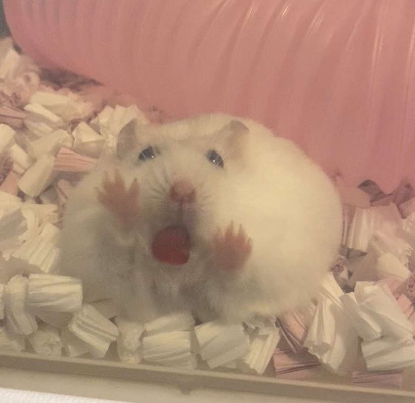 小梅ちゃん（像提供：自慢のハムスター（＠HAM_NO_WAKUSEI）さん）