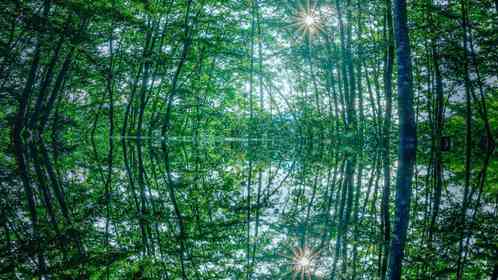 山形・朝日町の「空気を祀る神社」が神秘的で美しい　森の中の幻想世界...これはいったいどんな場所？