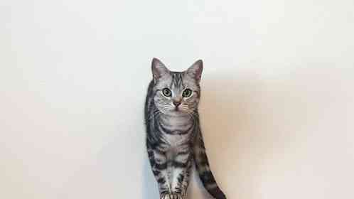 爪とぎの〝使い方〟間違えすぎてる猫に5.3万人破顔　「ある意味天才」「さすが猫」