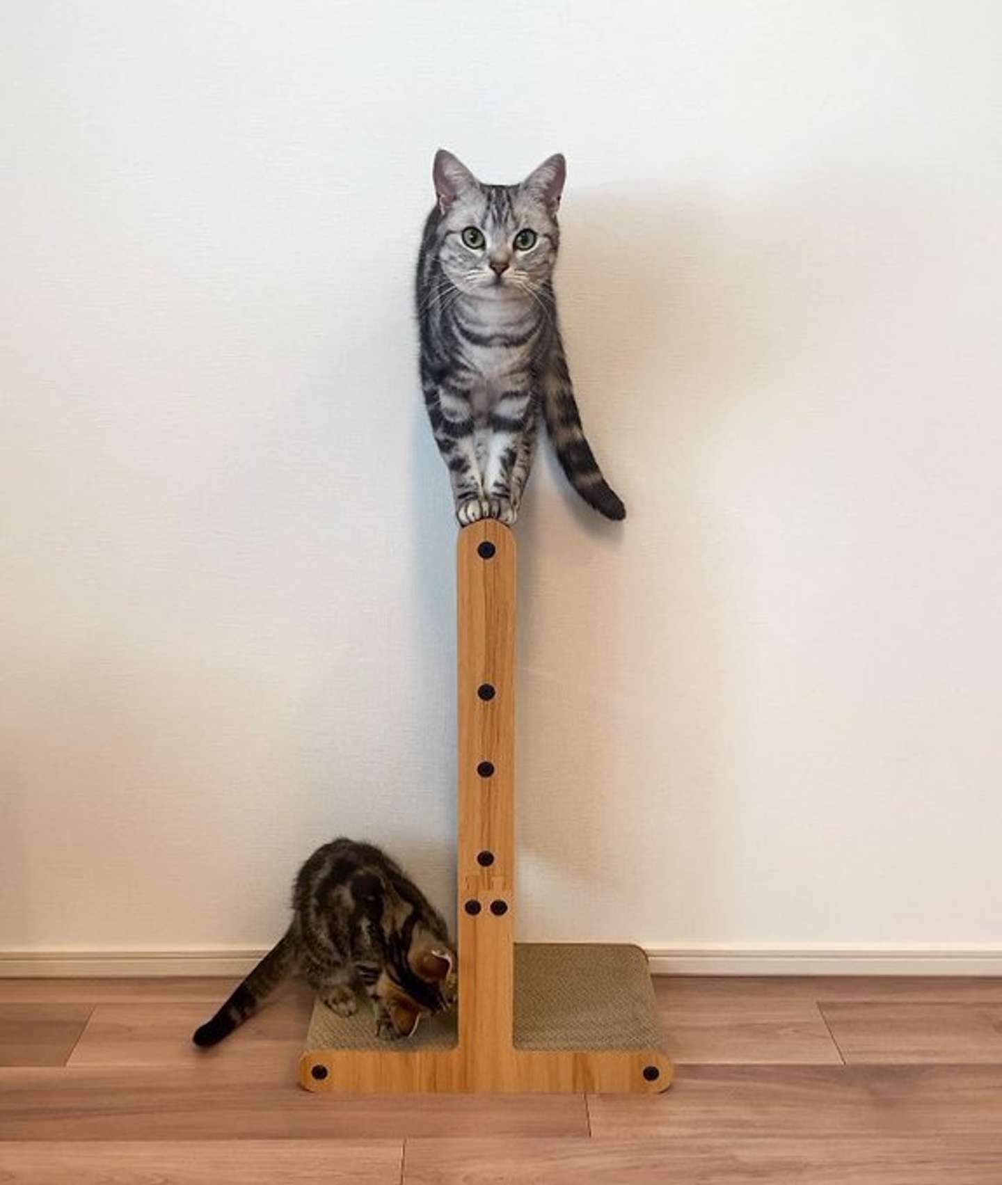 画像提供：あんこともなか　充電ねこ（＠cat_anko3）さん