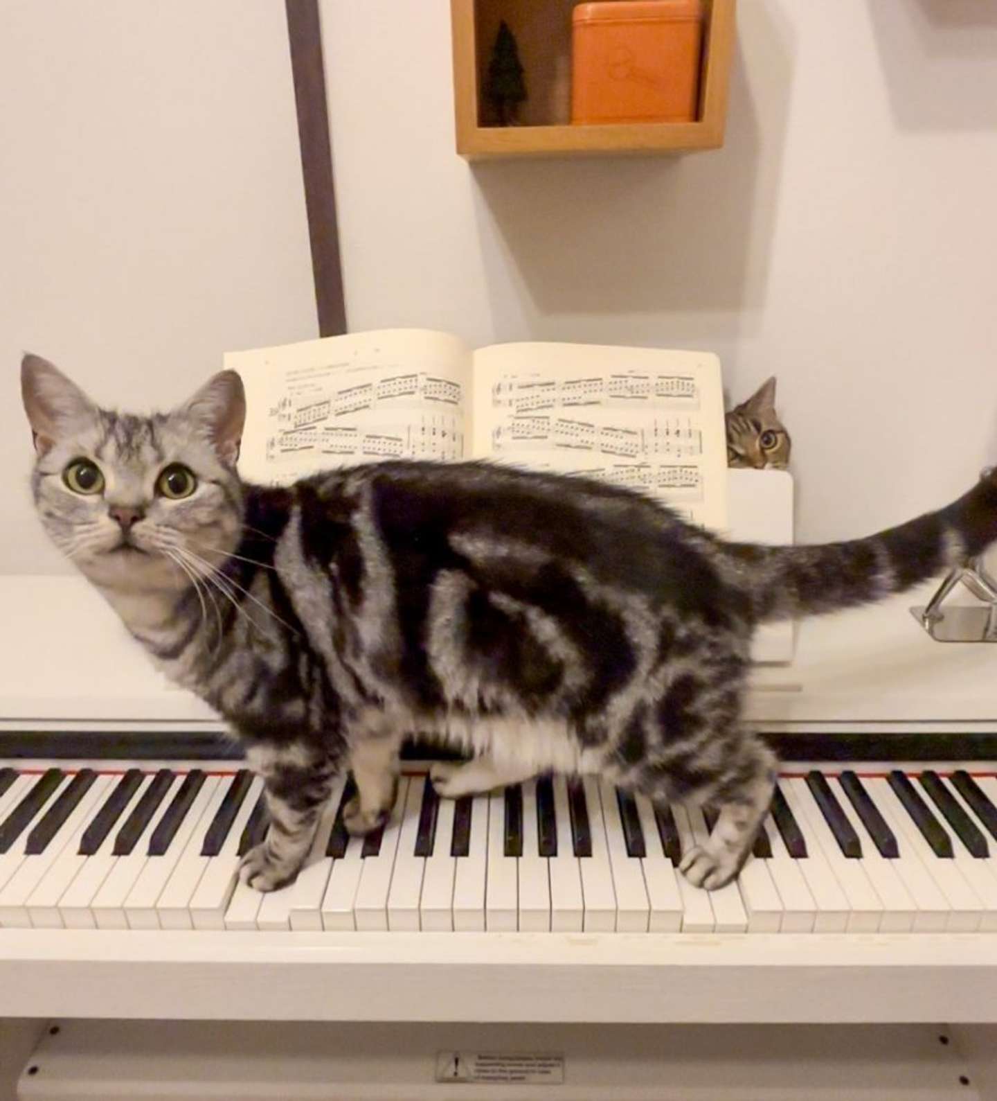 あんこちゃん（画像提供：あんこともなか　充電ねこ（＠cat_anko3）さん）