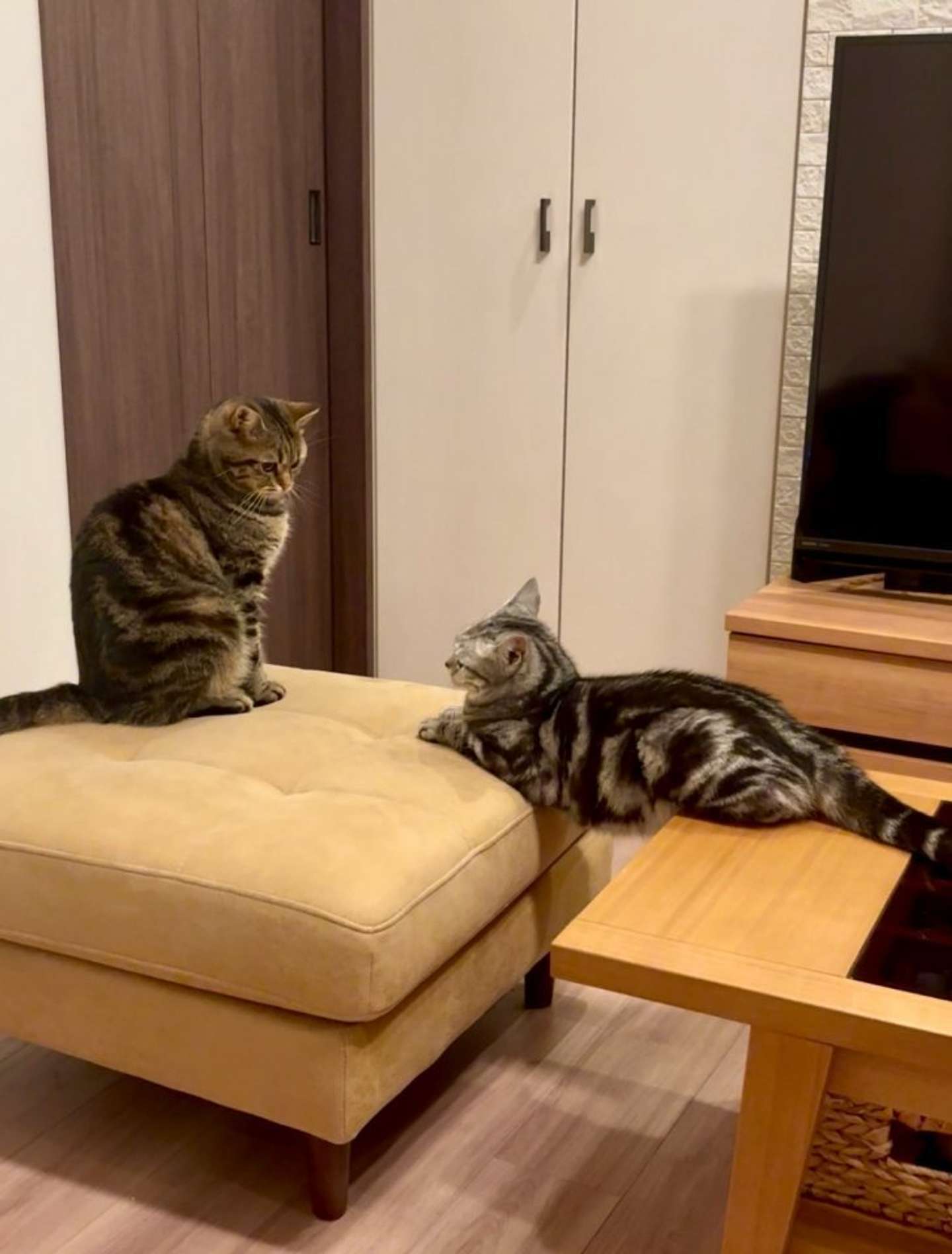 不安定でも心配ご無用（画像提供：あんこともなか　充電ねこ（＠cat_anko3）さん）