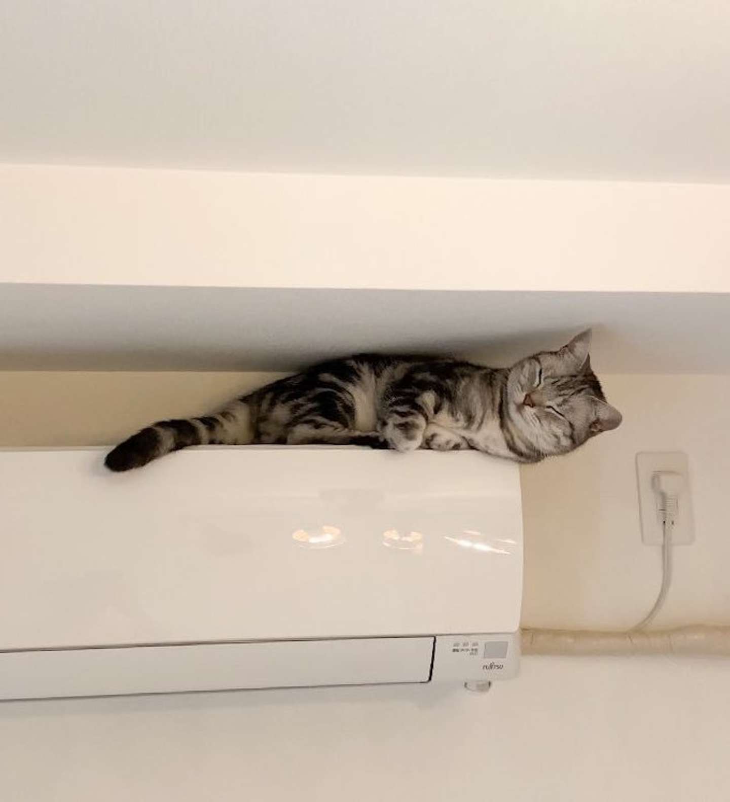 エアコンの上で居眠り（画像提供：あんこともなか　充電ねこ（＠cat_anko3）さん）