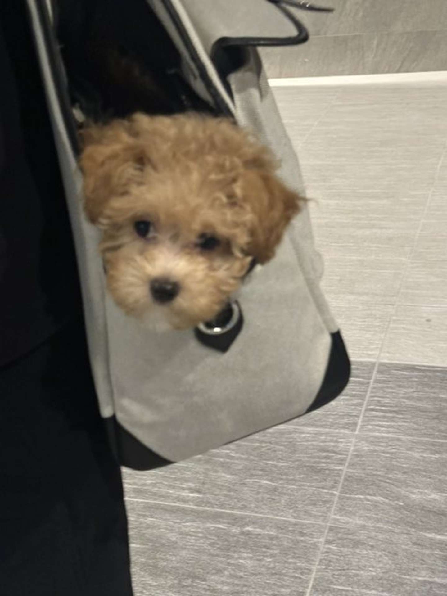 ひょっこり（画像提供：＠karage_toiu_inuさん）