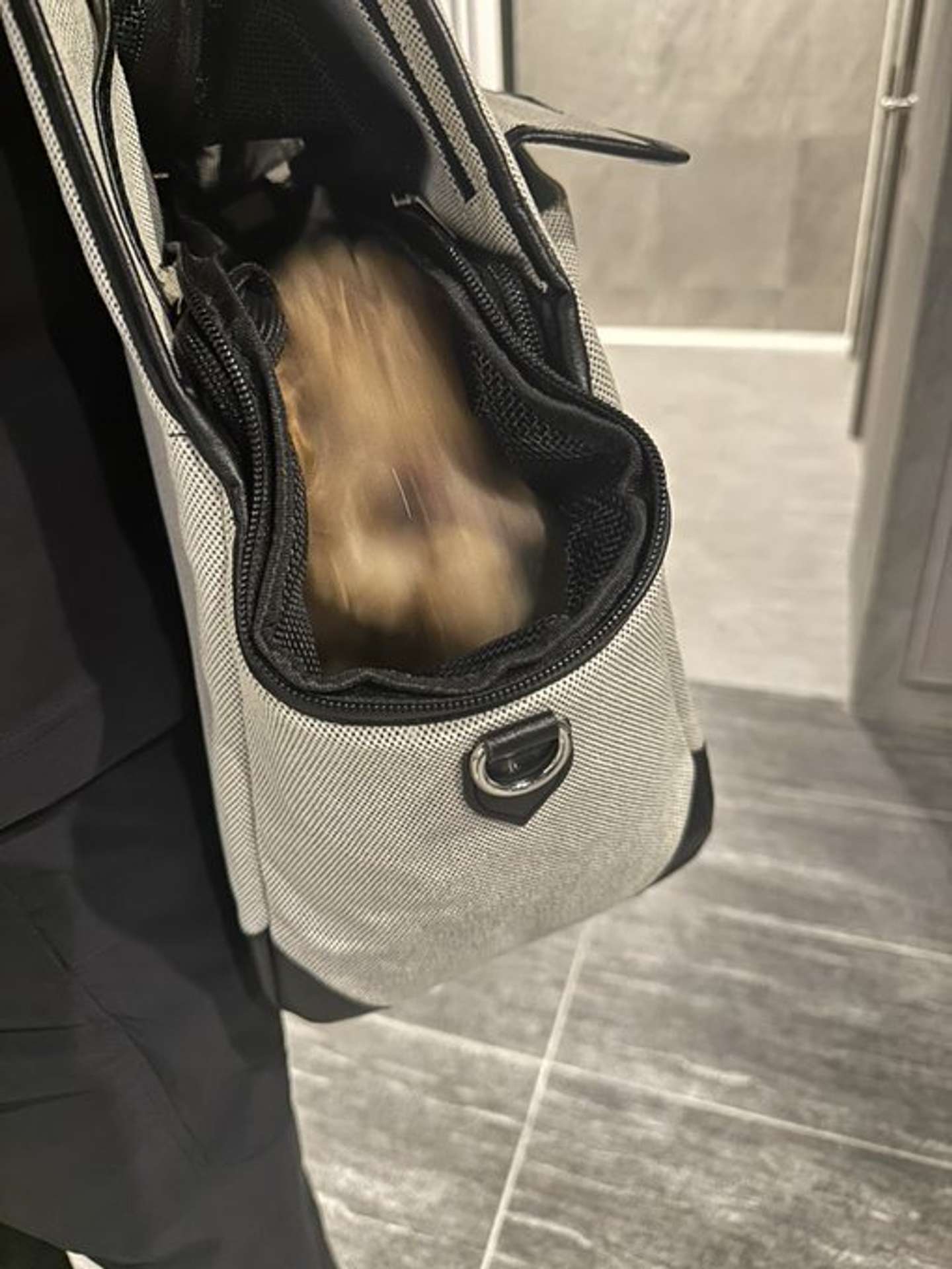 すばやい！（画像提供：＠karage_toiu_inuさん）