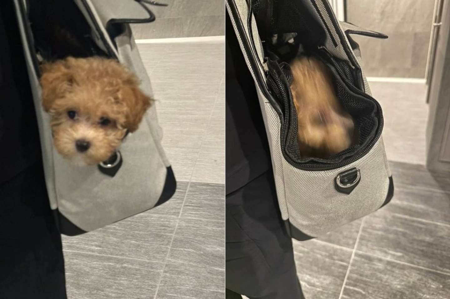 画像提供：＠karage_toiu_inuさん、再掲