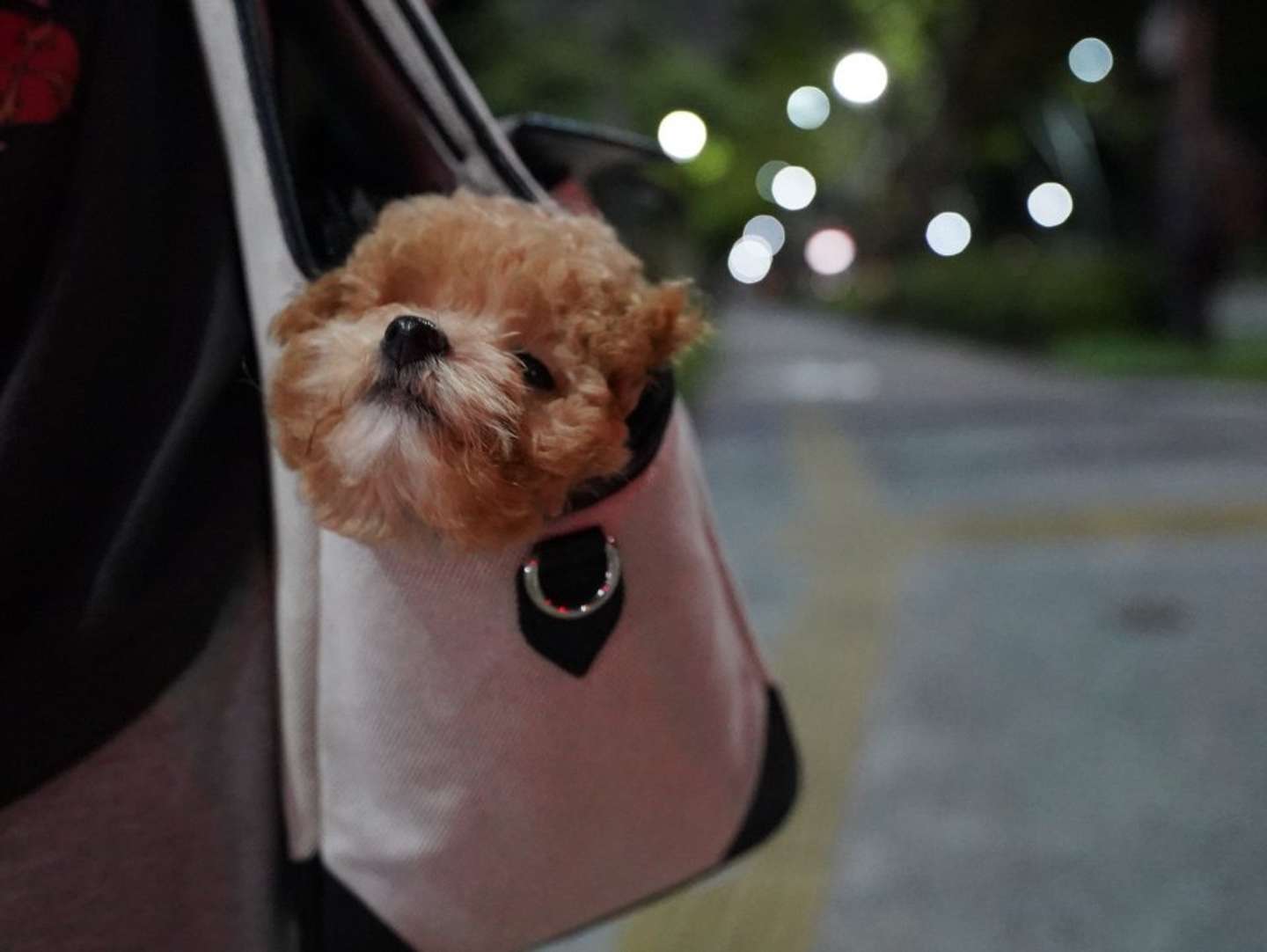 再登場（画像提供：＠karage_toiu_inuさん）