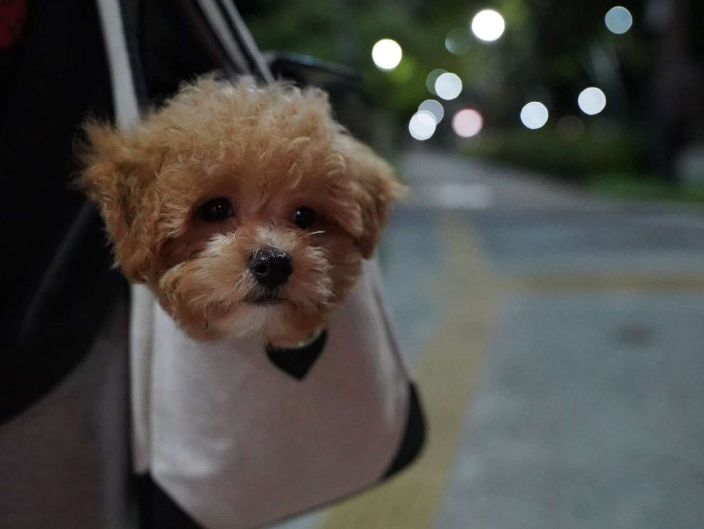 先輩だけが、苦手だわん（画像提供：＠karage_toiu_inuさん）