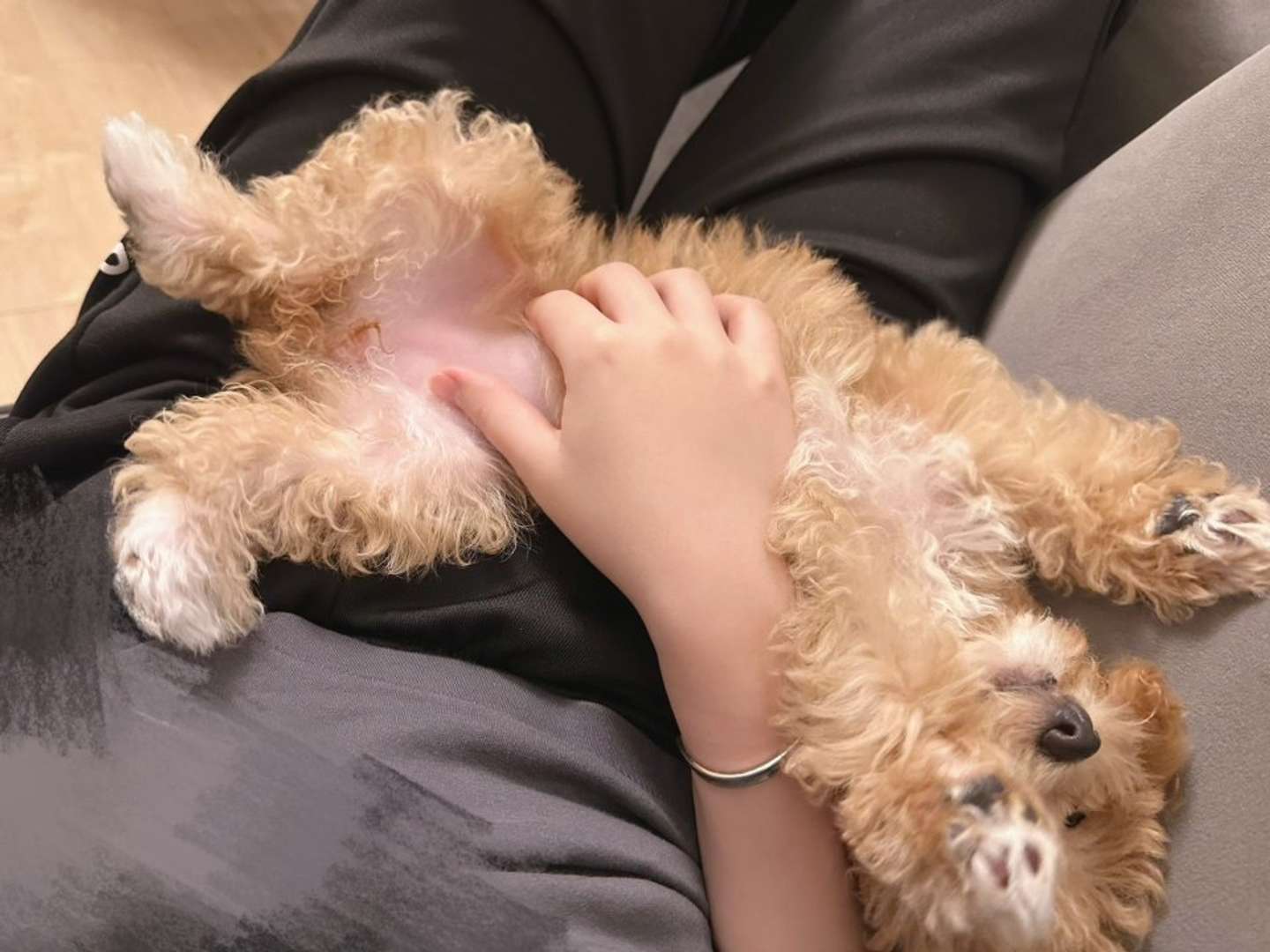 人間には大甘え（画像提供：＠karage_toiu_inuさん）