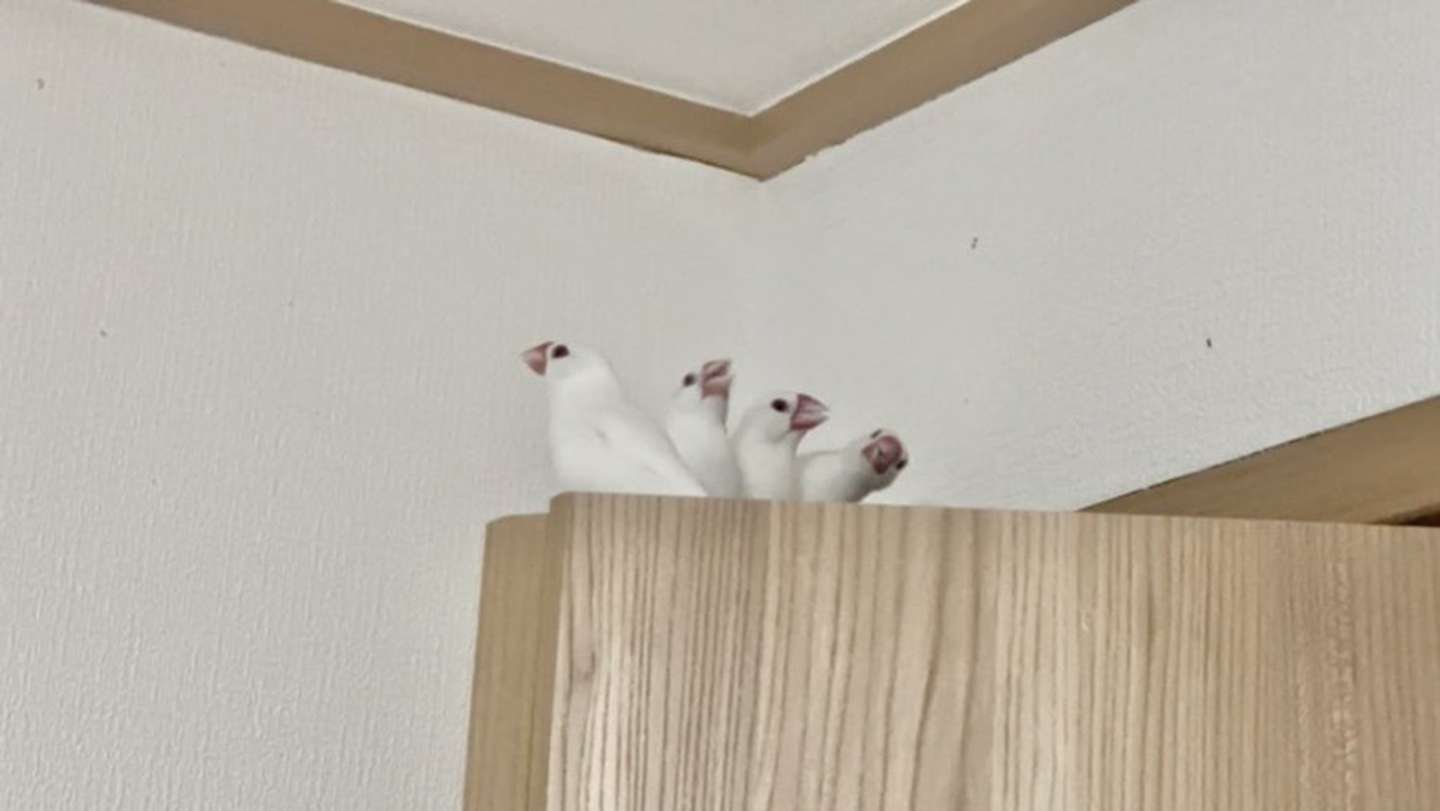 これは！（画像提供：トリアタマ＠torinosimobeさん）