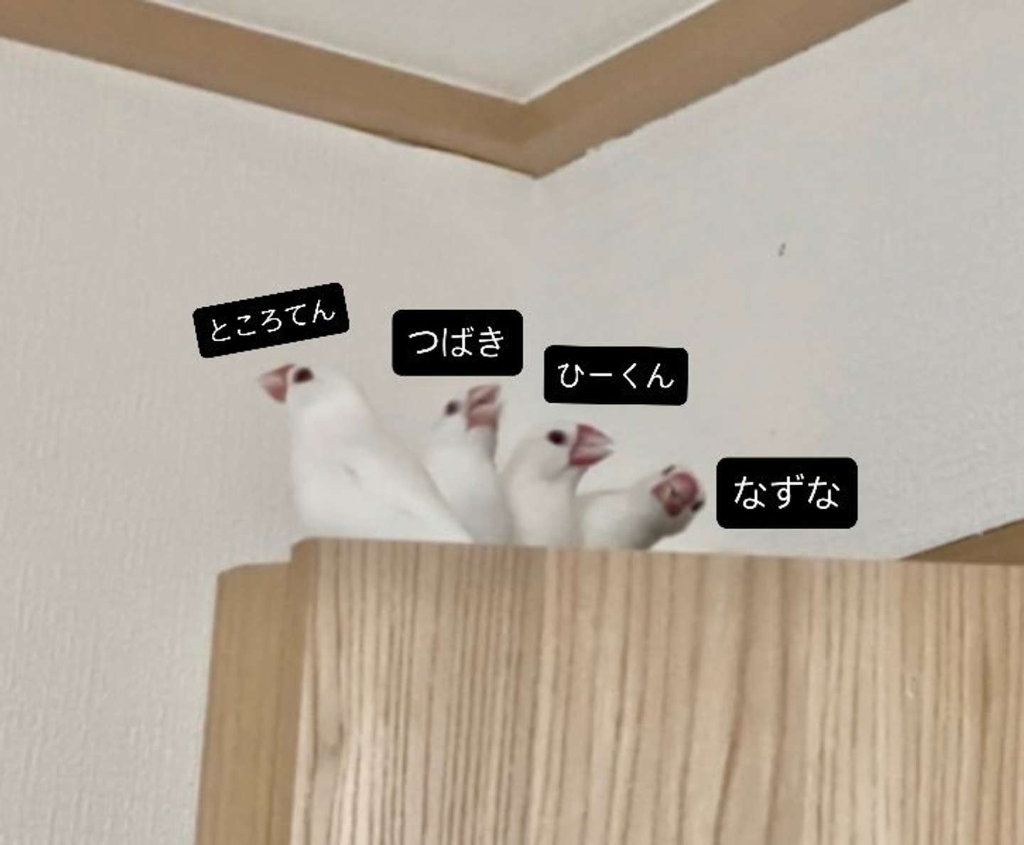 トリザイルのチュンチュントレイン？（画像提供：トリアタマ＠torinosimobeさん）