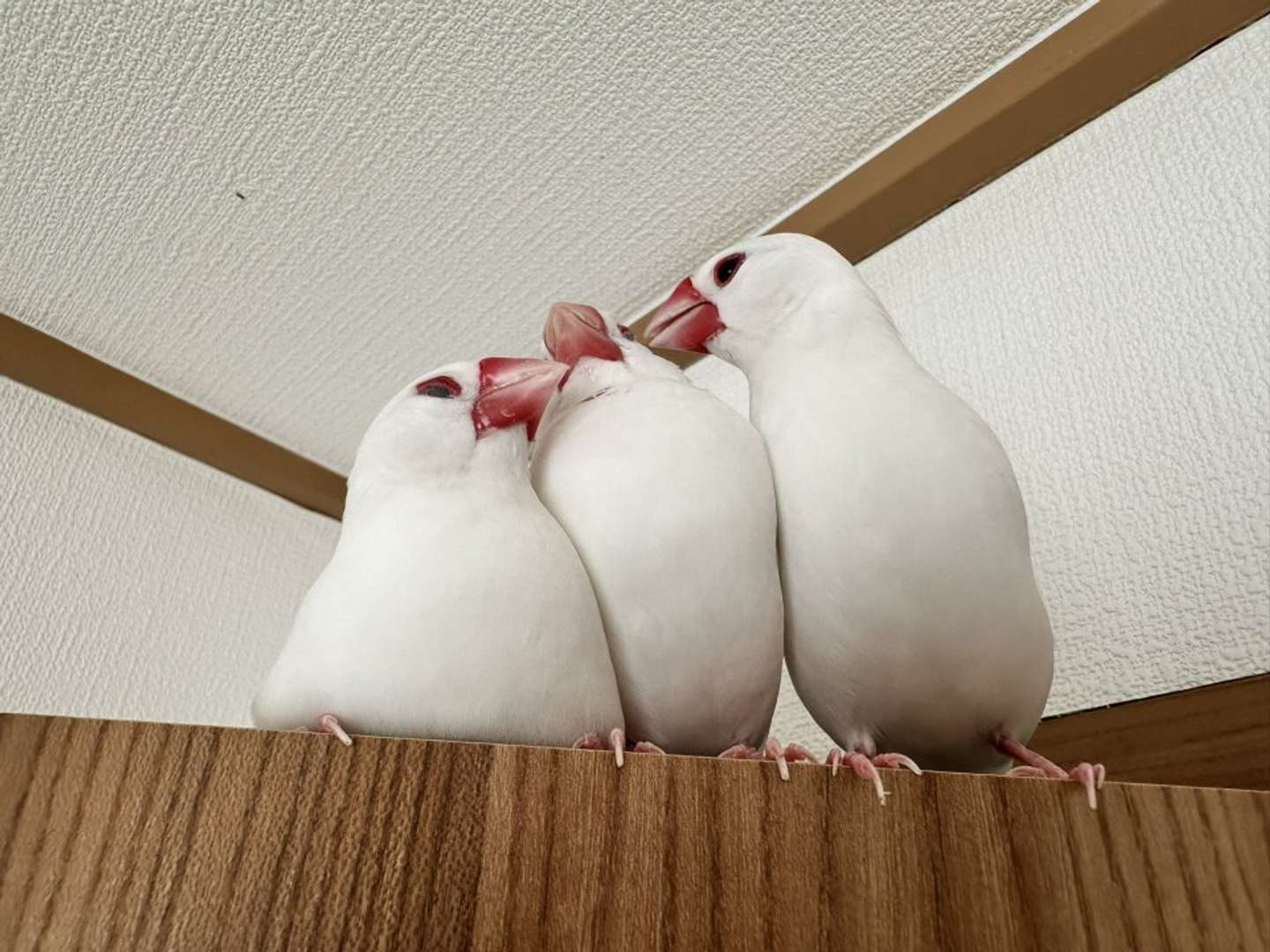 3羽フォーメーション（25年9月9日の投稿より、画像提供：トリアタマ＠torinosimobeさん）