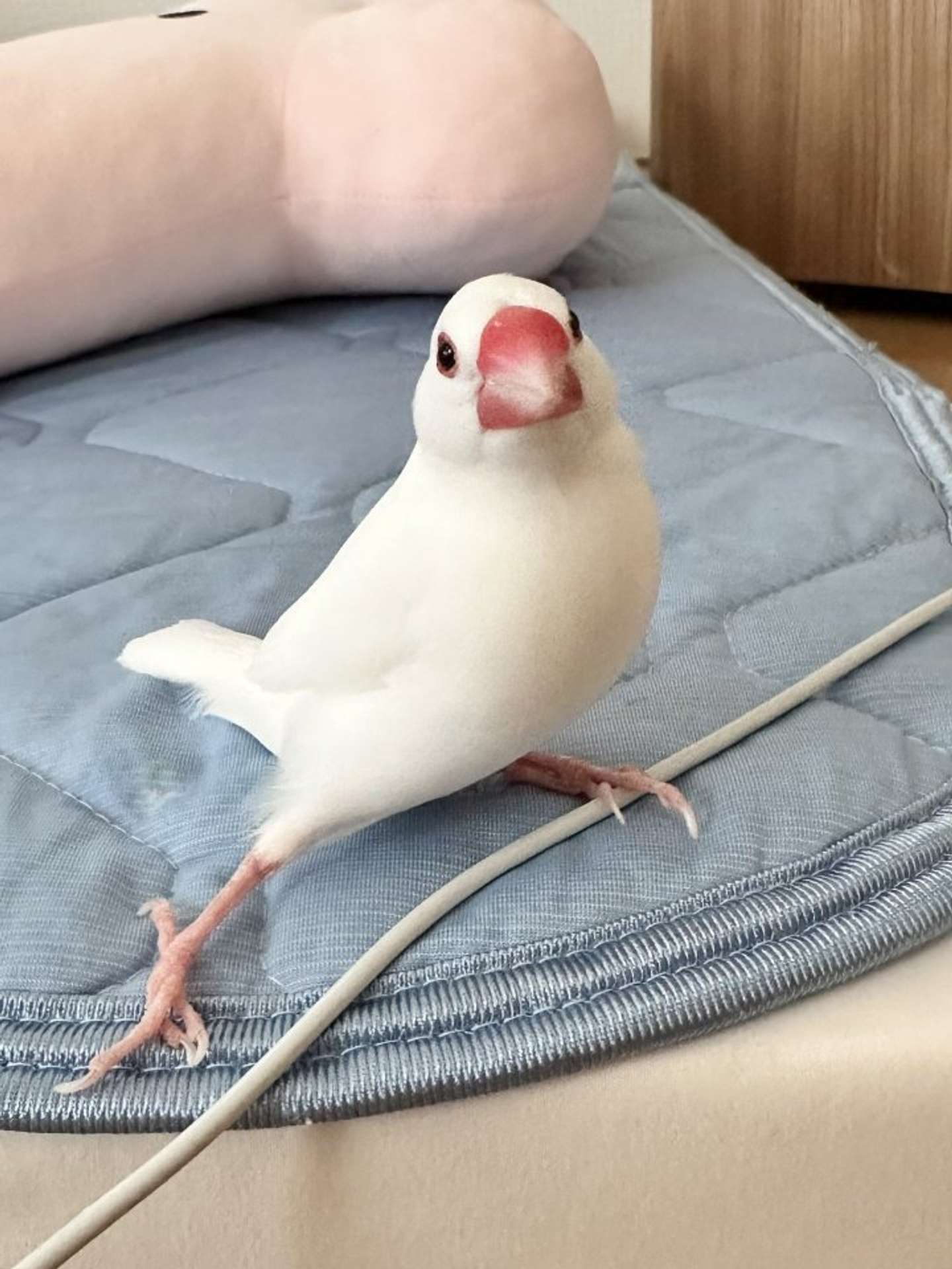 単独行動派のところてん（25年8月5日の投稿より、画像提供：トリアタマ＠torinosimobeさん）