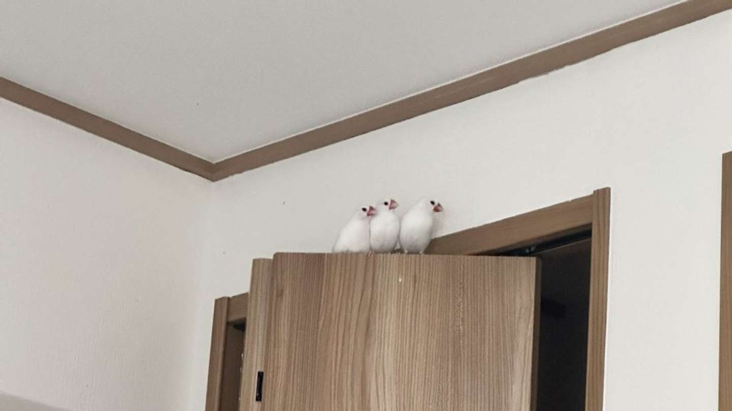 爪を切られるところてんを遠くから見守る爪切り終わり組（25年4月30日の投稿より画像提供：トリアタマ＠torinosimobeさん）