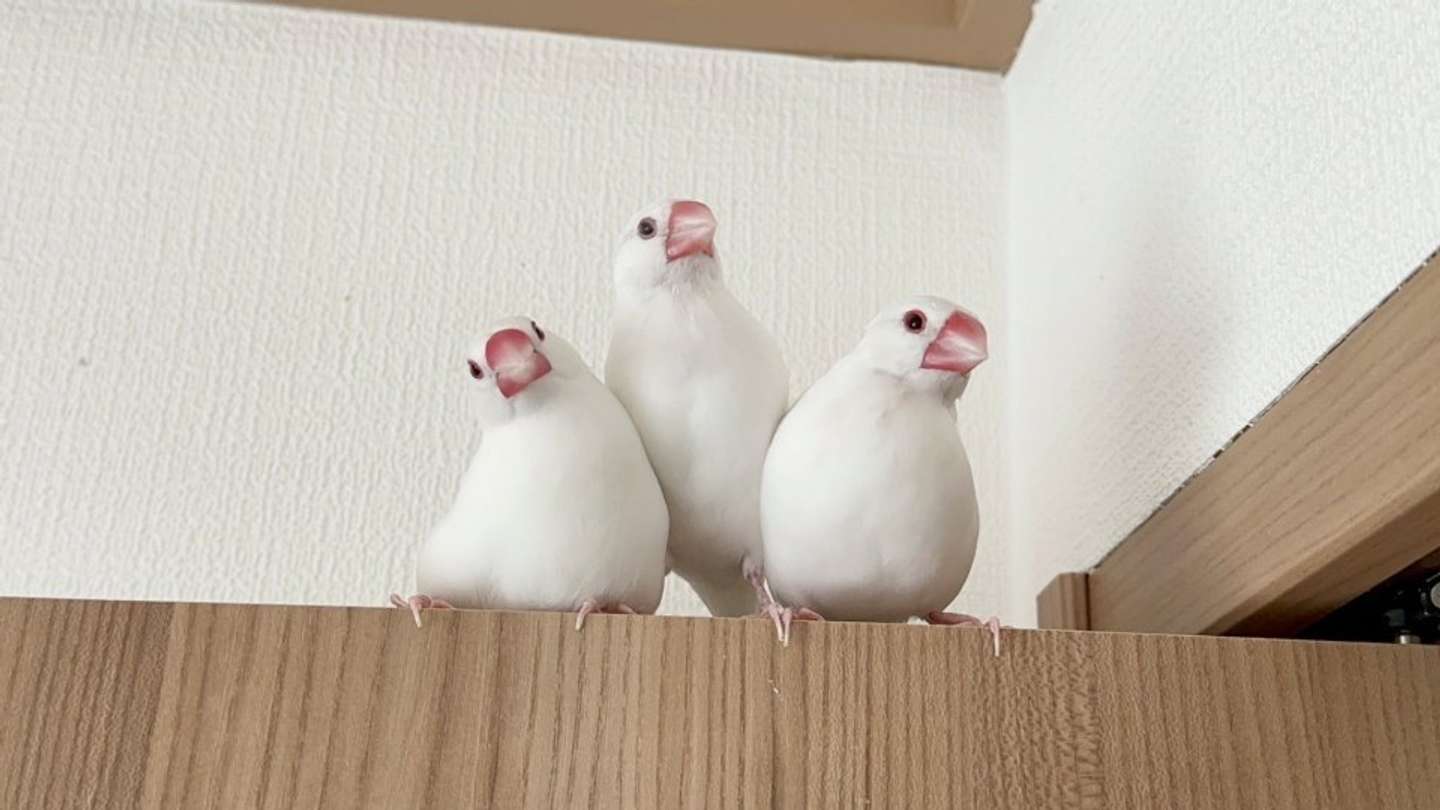 ゲート...？（25年9月5日の投稿より、画像提供：トリアタマ＠torinosimobeさん）