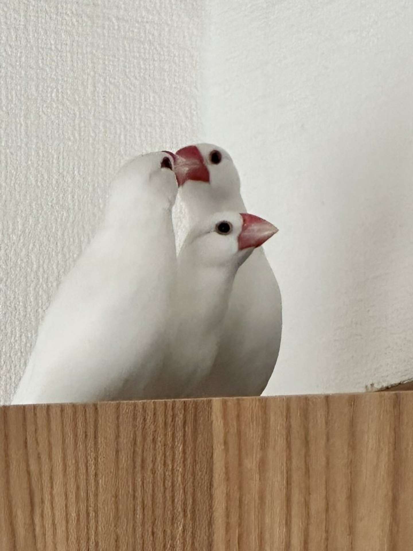 Perfume！？（25年9月12日の投稿より、画像提供：トリアタマ＠torinosimobeさん）