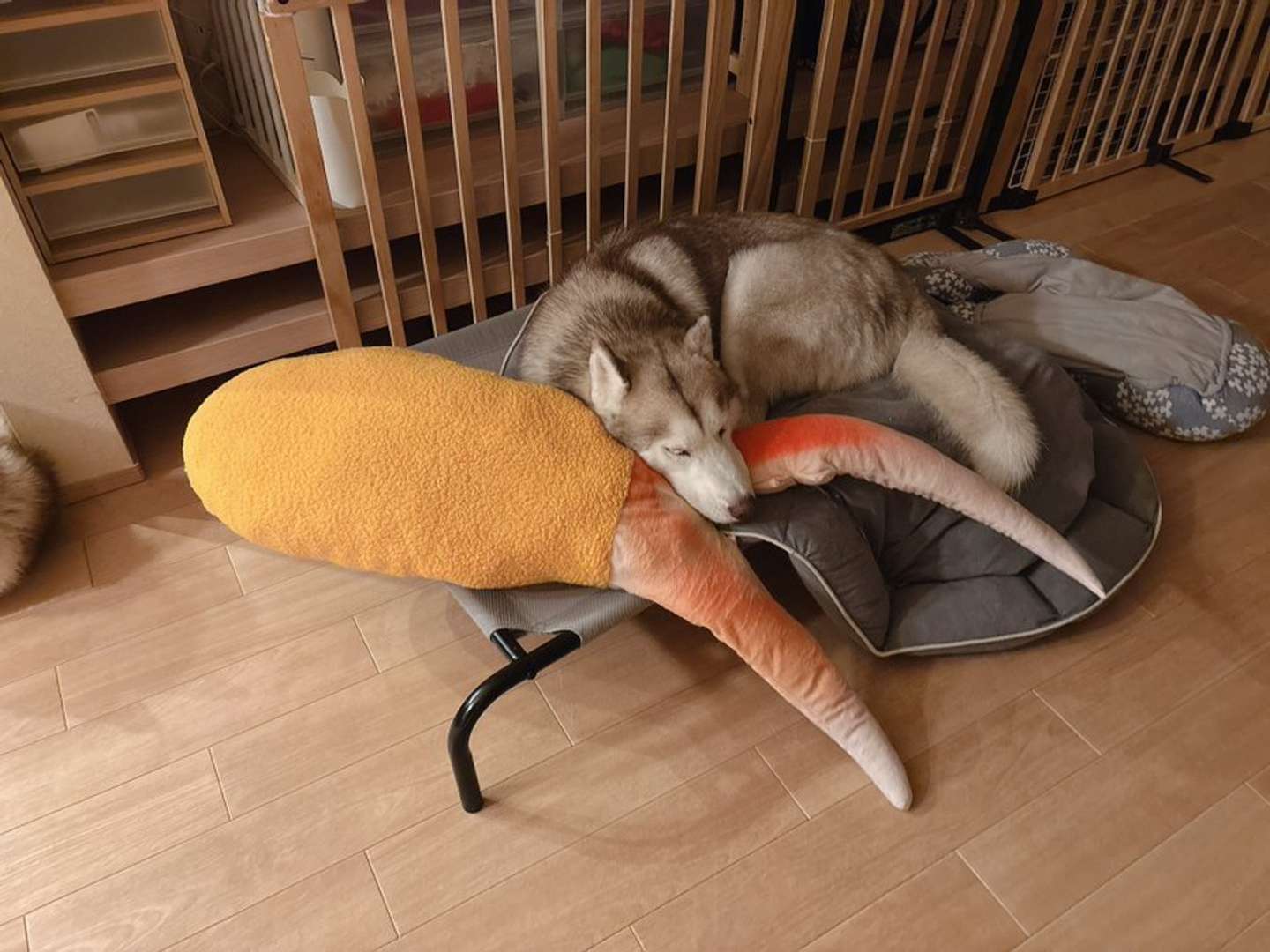 アイリス＆ナイト父娘（＠irislady_husky）さんの投稿より