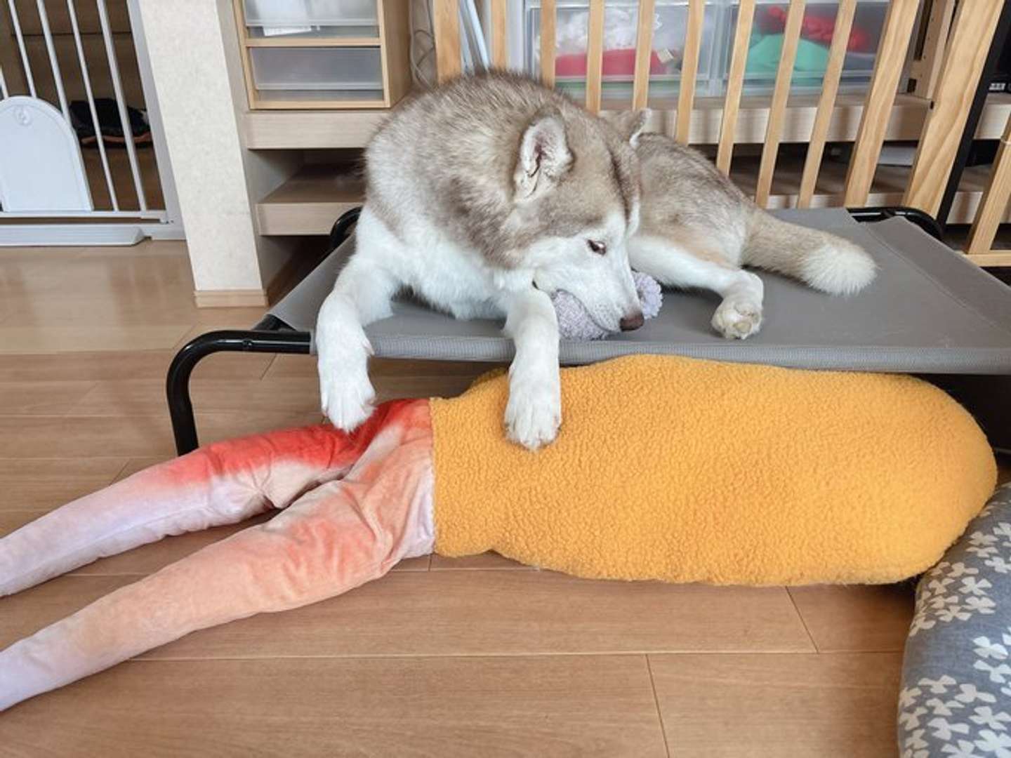 お気に入りはタコ＆カニ爪（画像はアイリス＆ナイト父娘（＠irislady_husky）さんの投稿より）