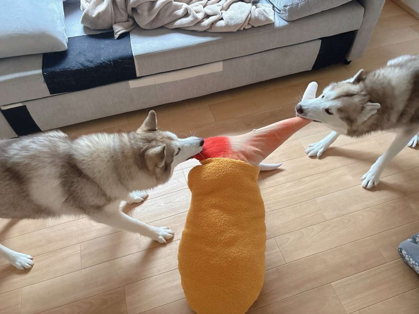 つ、爪が！（画像はアイリス＆ナイト父娘（＠irislady_husky）さんの投稿より）